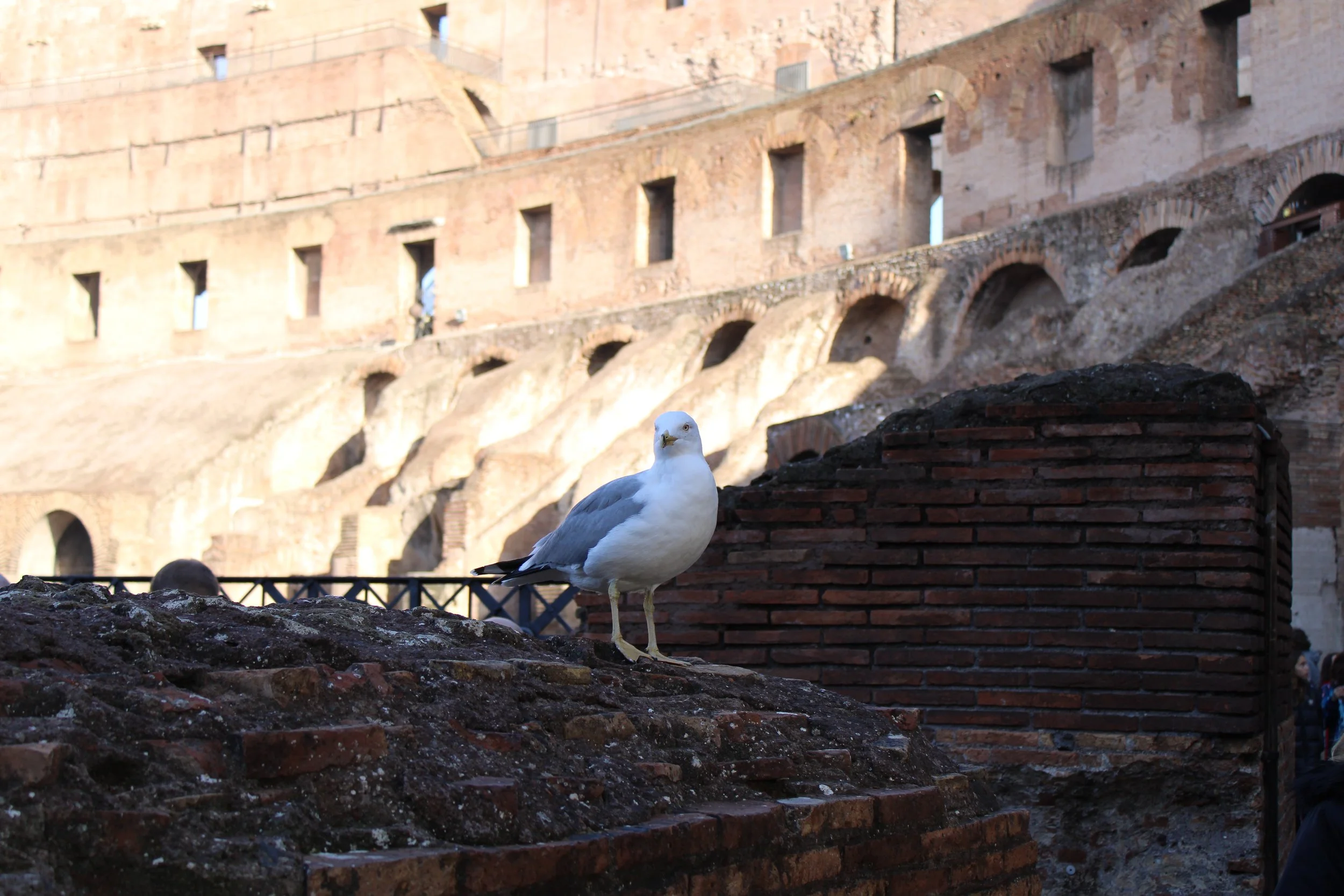 A seagull standing on a brick wall with the ancient ruins of the Colosseum in Rome, Italy in the background.