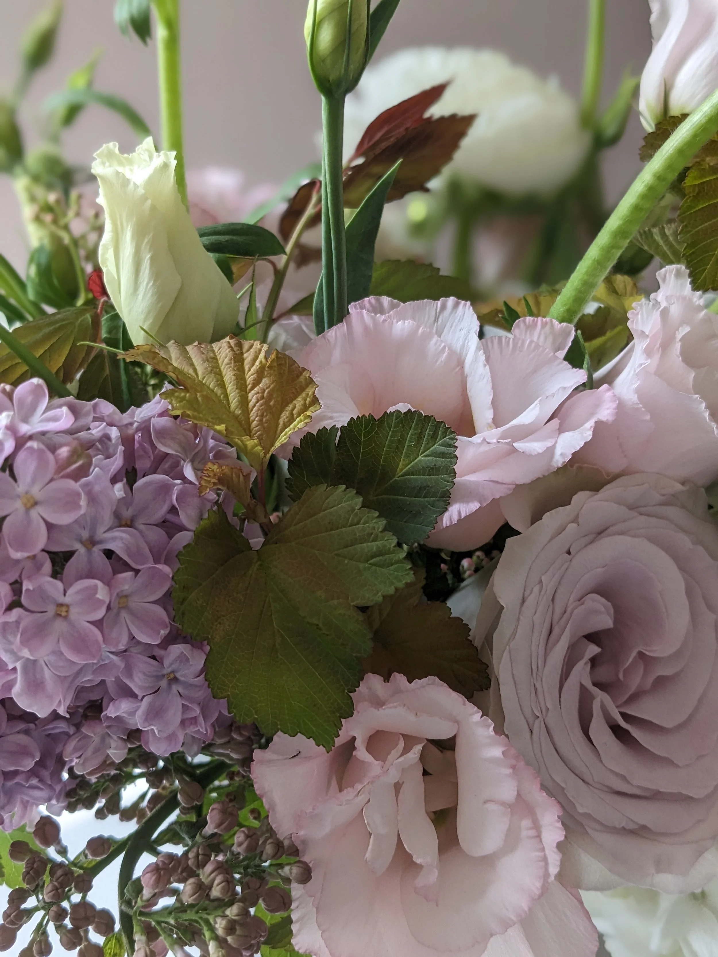Lilac rose