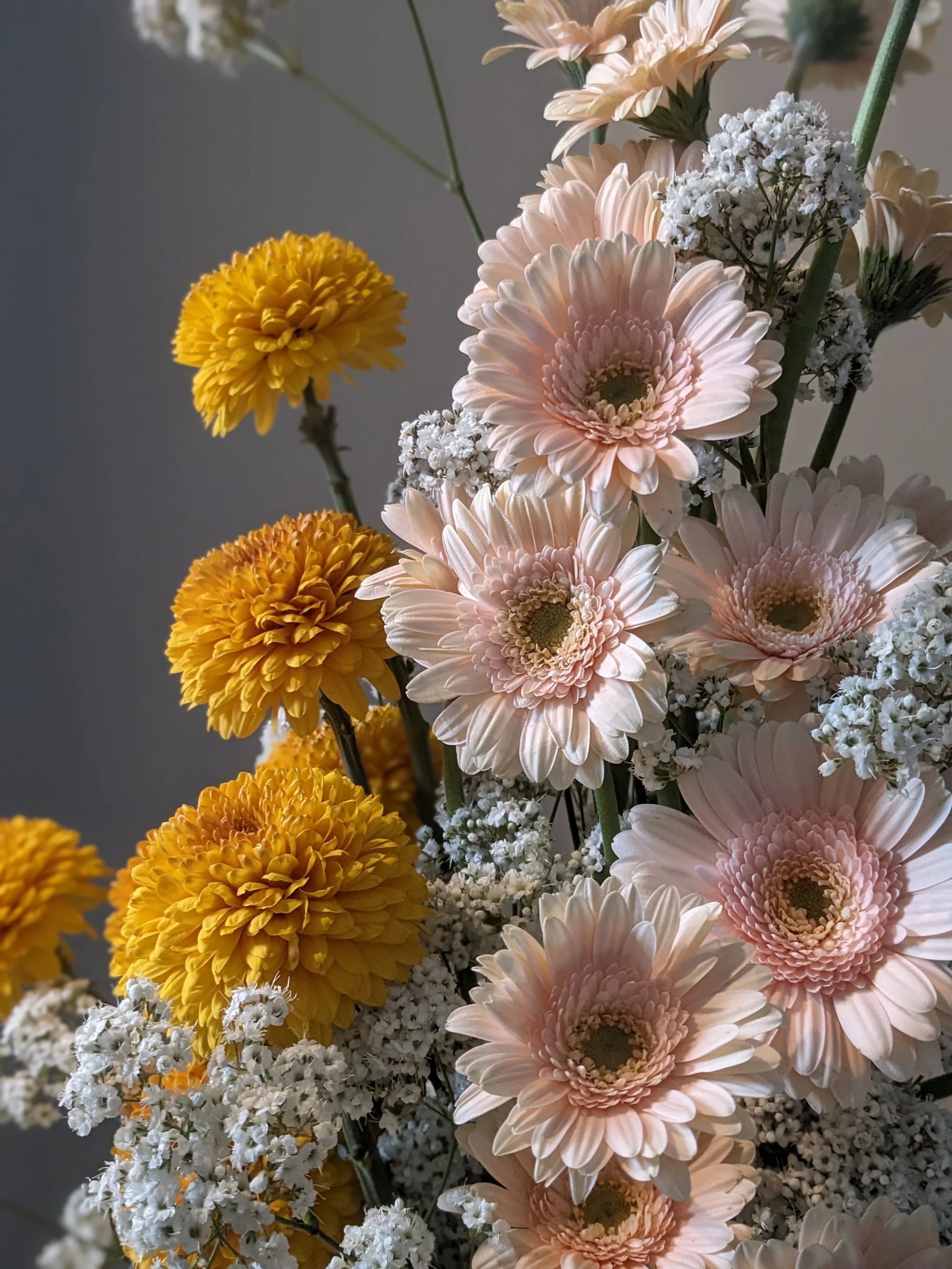 Peach germini daisies and yellow chrysanthemums with gypsophila