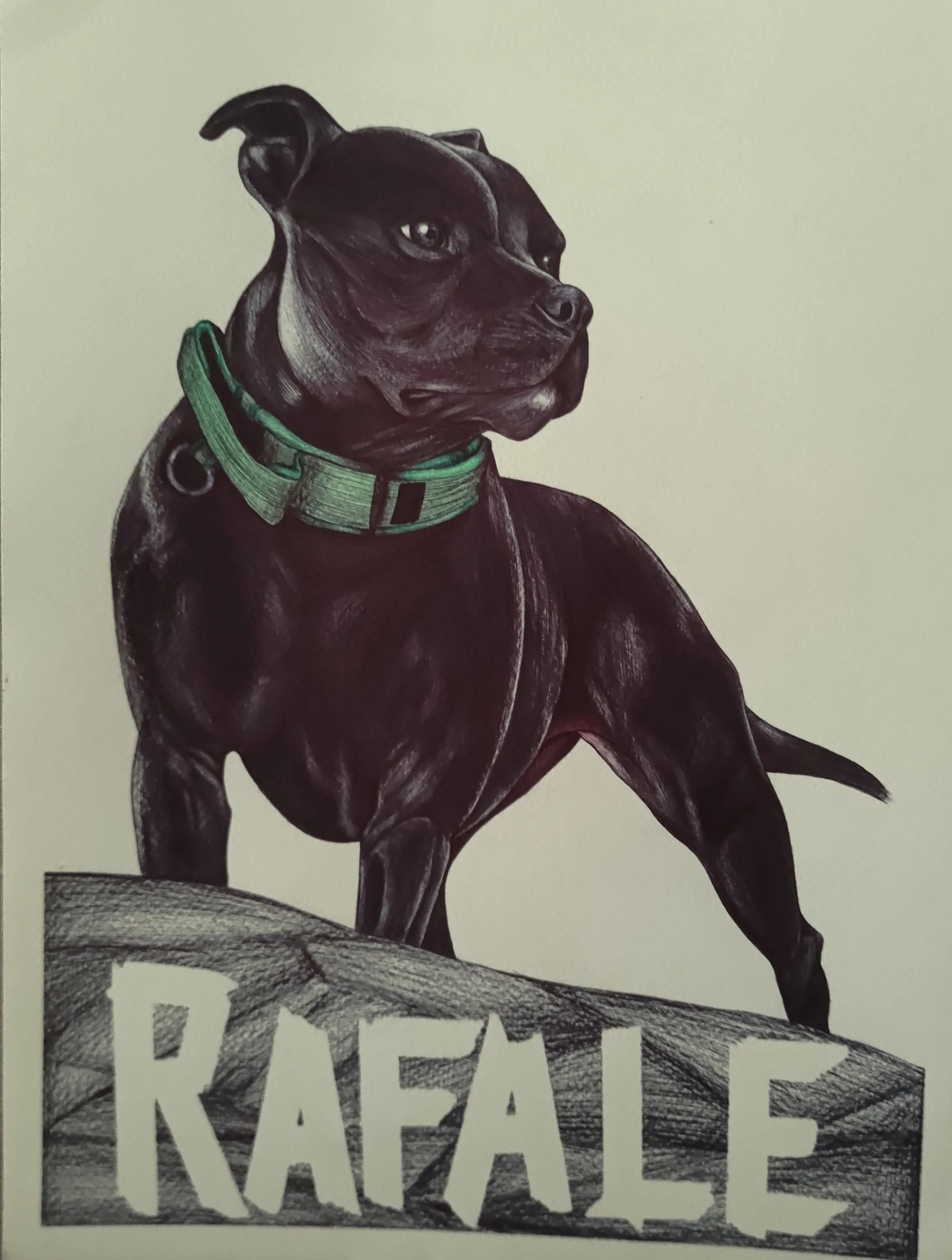 Rafale, staffie