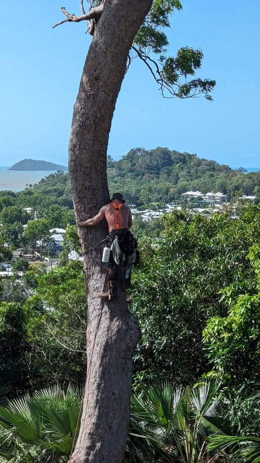 A man climbing a tall tree in a lush green area with a town and island in the background.