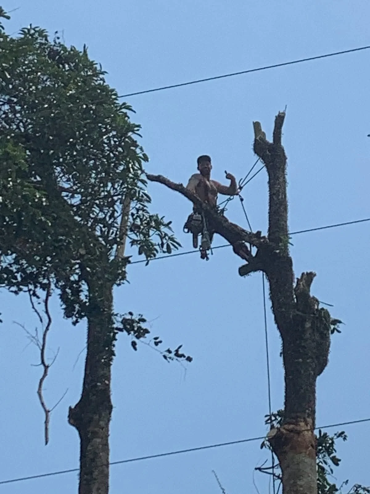A man is sitting in a tree cutting branches, with the sky in the background.