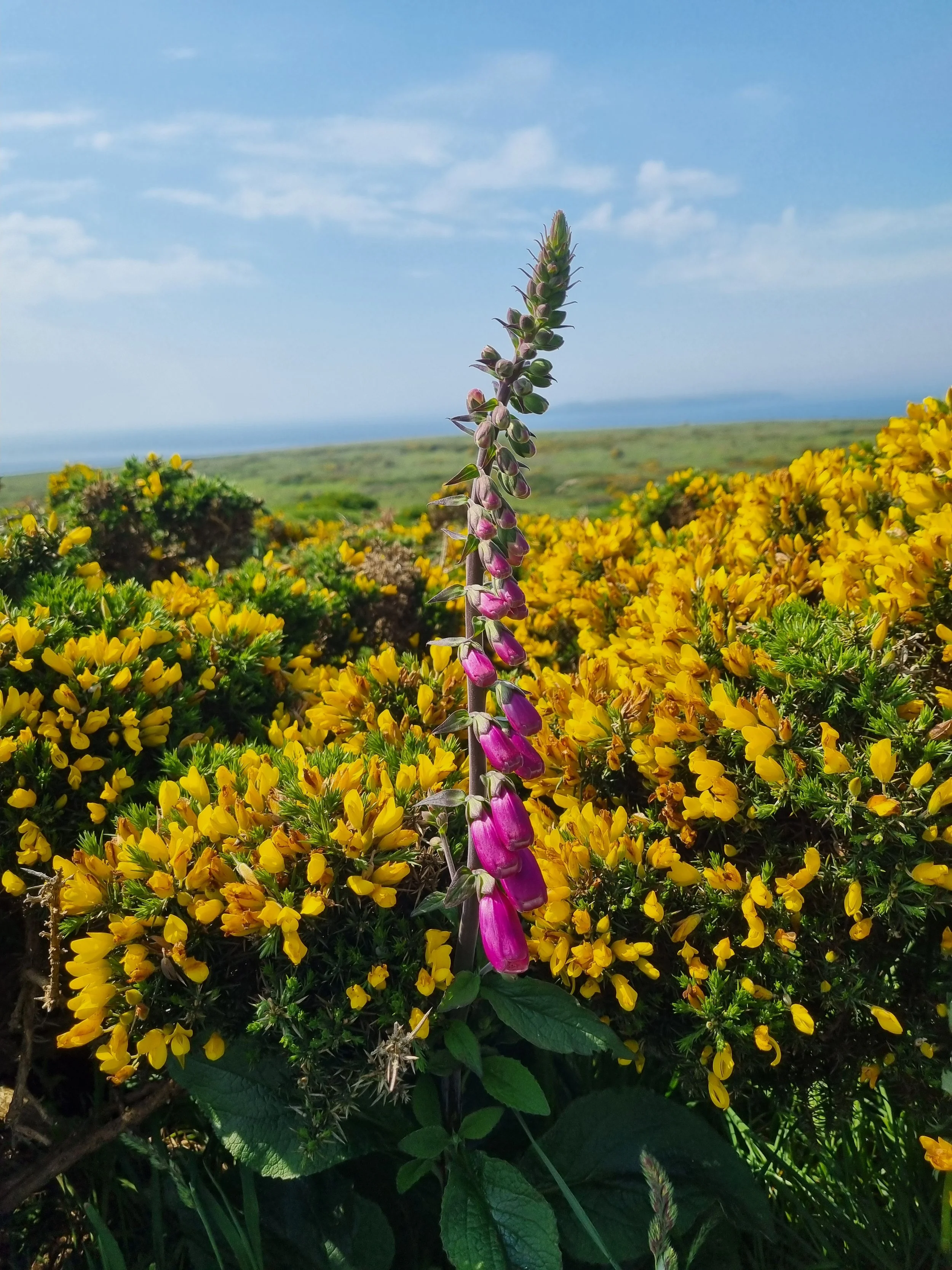 A single tall purple flower with multiple buds growing amidst a field of bright yellow flowers on a sunny day with a blue sky and some clouds.