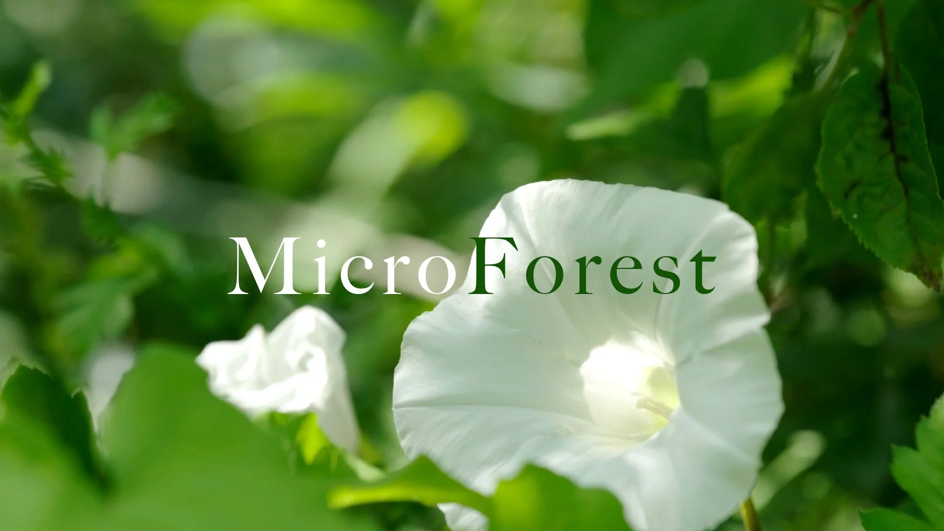 Microforest.jpg