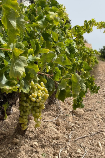 Racimo de uvas verdes en una parra en un viñedo