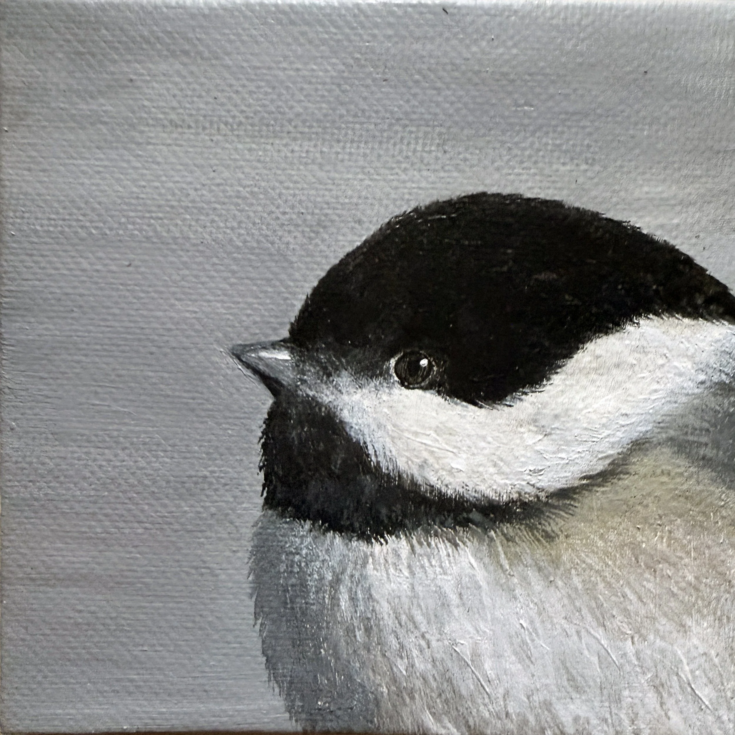 Black-capped Chickadee Portrait
