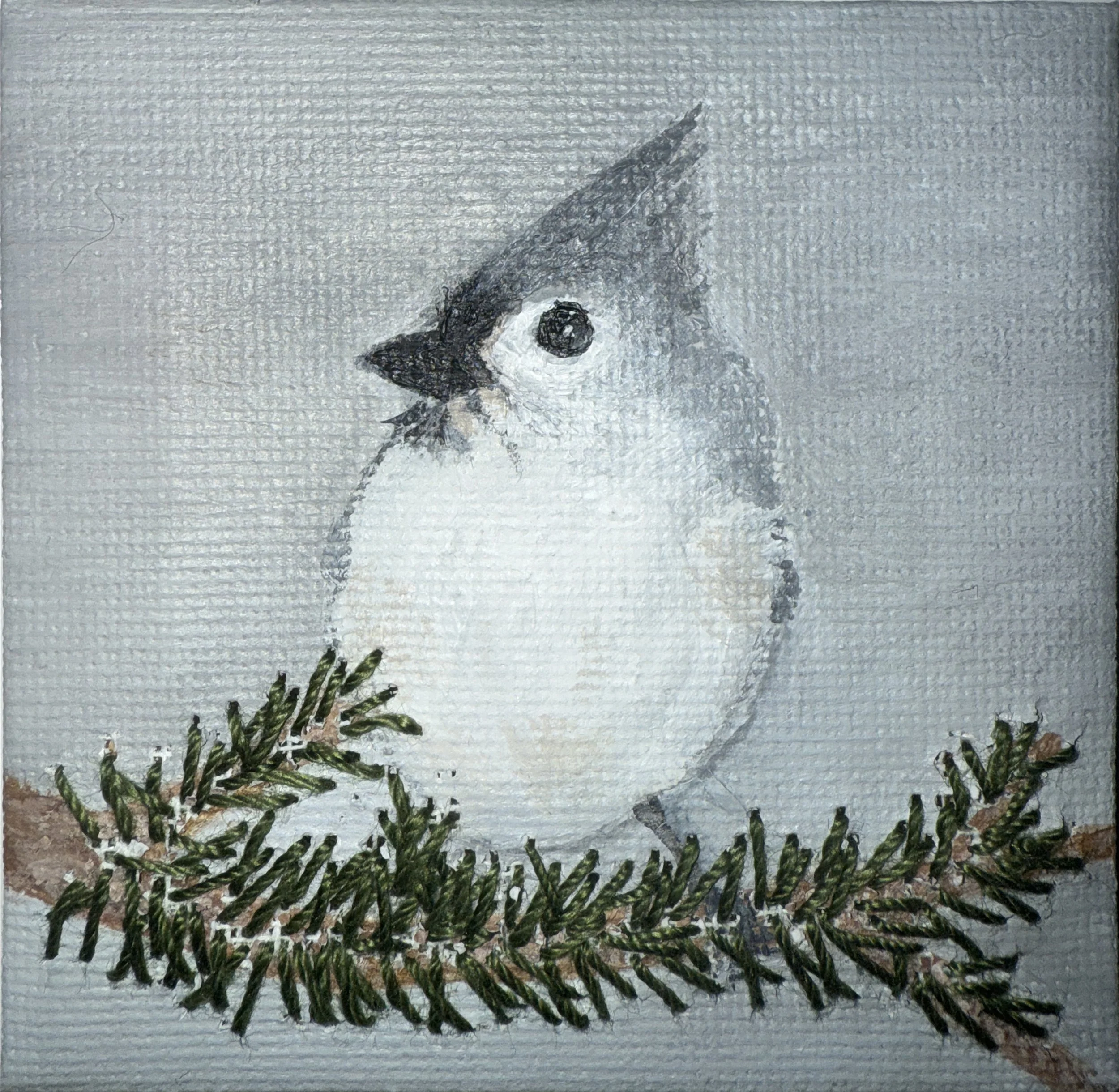 Titmouse on Pine