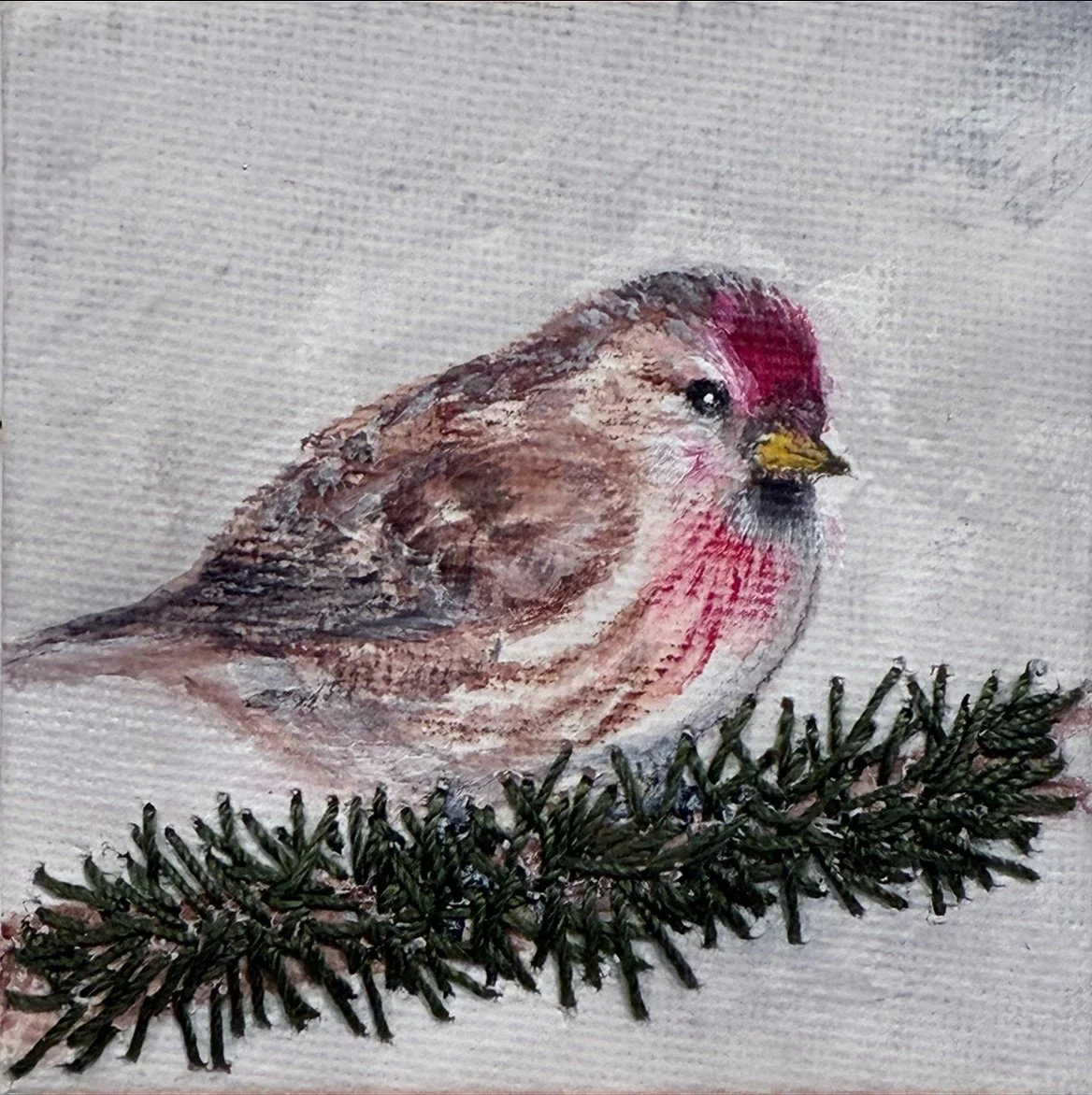 Redpoll on Pine