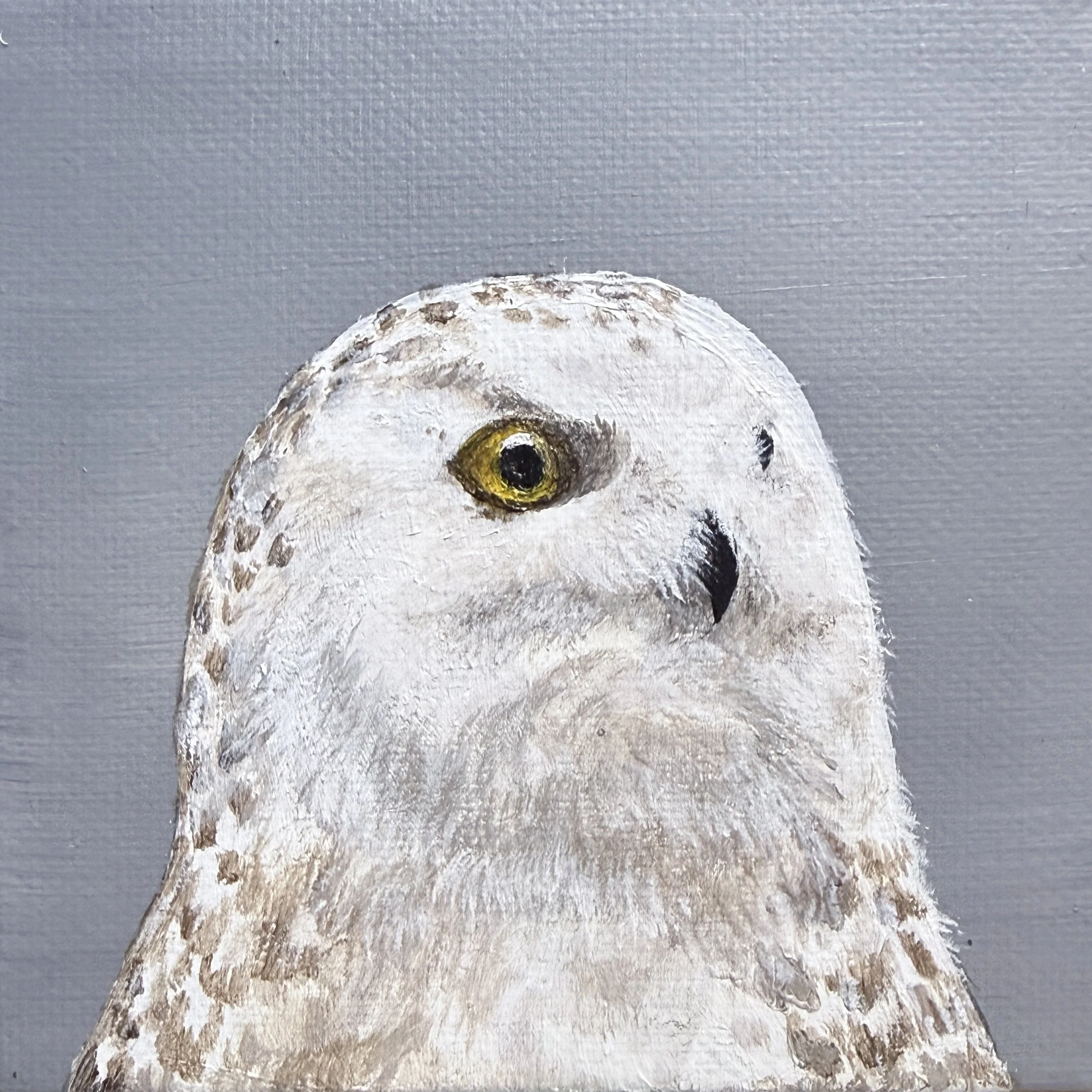 Snowy Owl Portrait