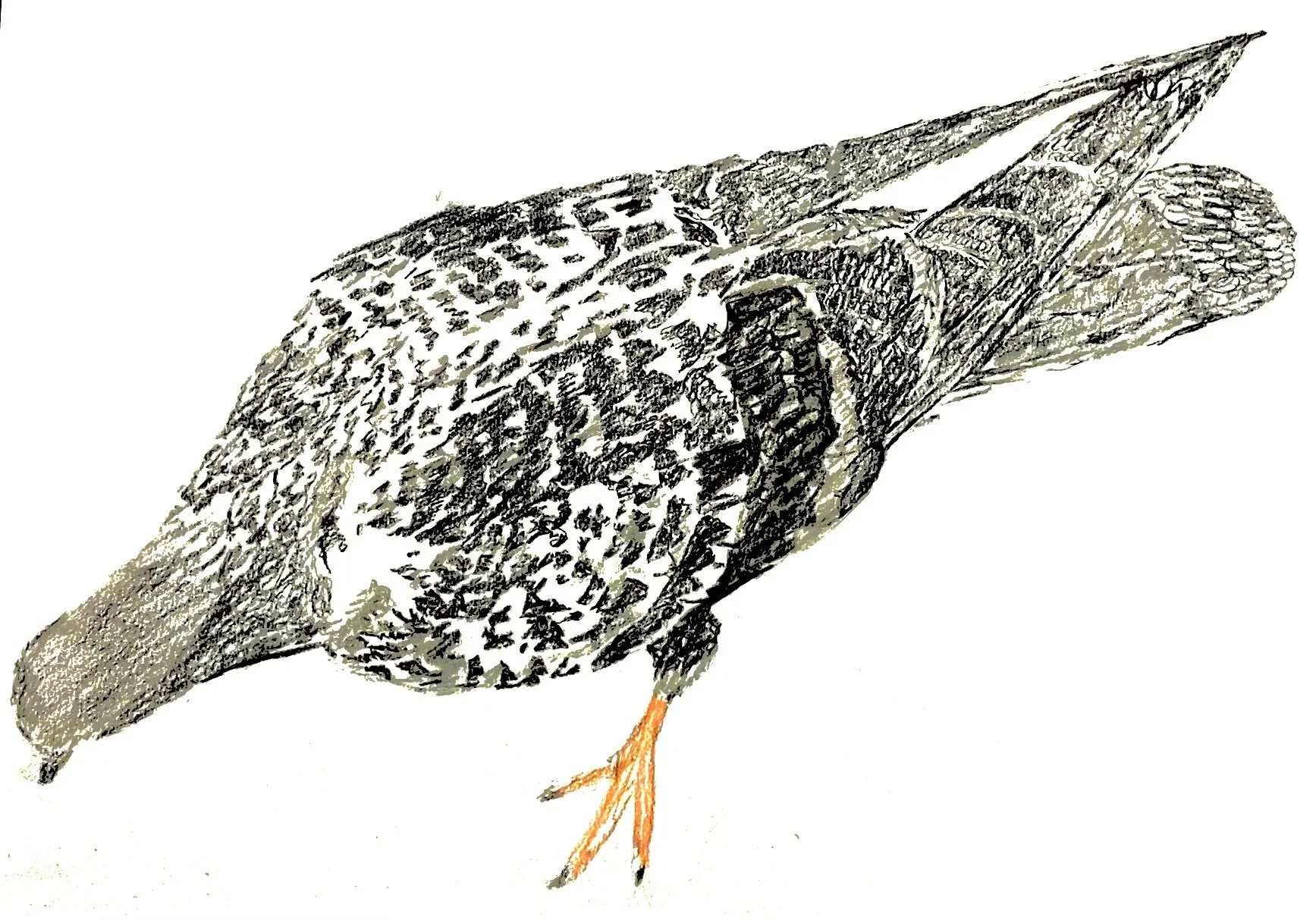 Pigeon Pencil drawing