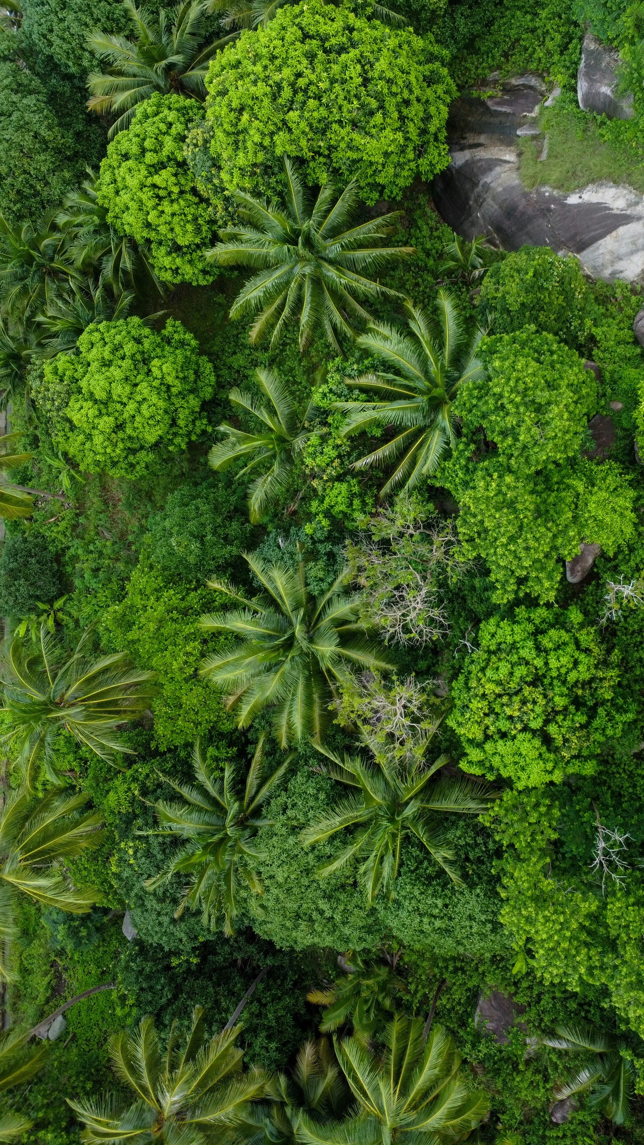 Aerial view of a lush tropical forest with tall palm trees and dense green foliage.