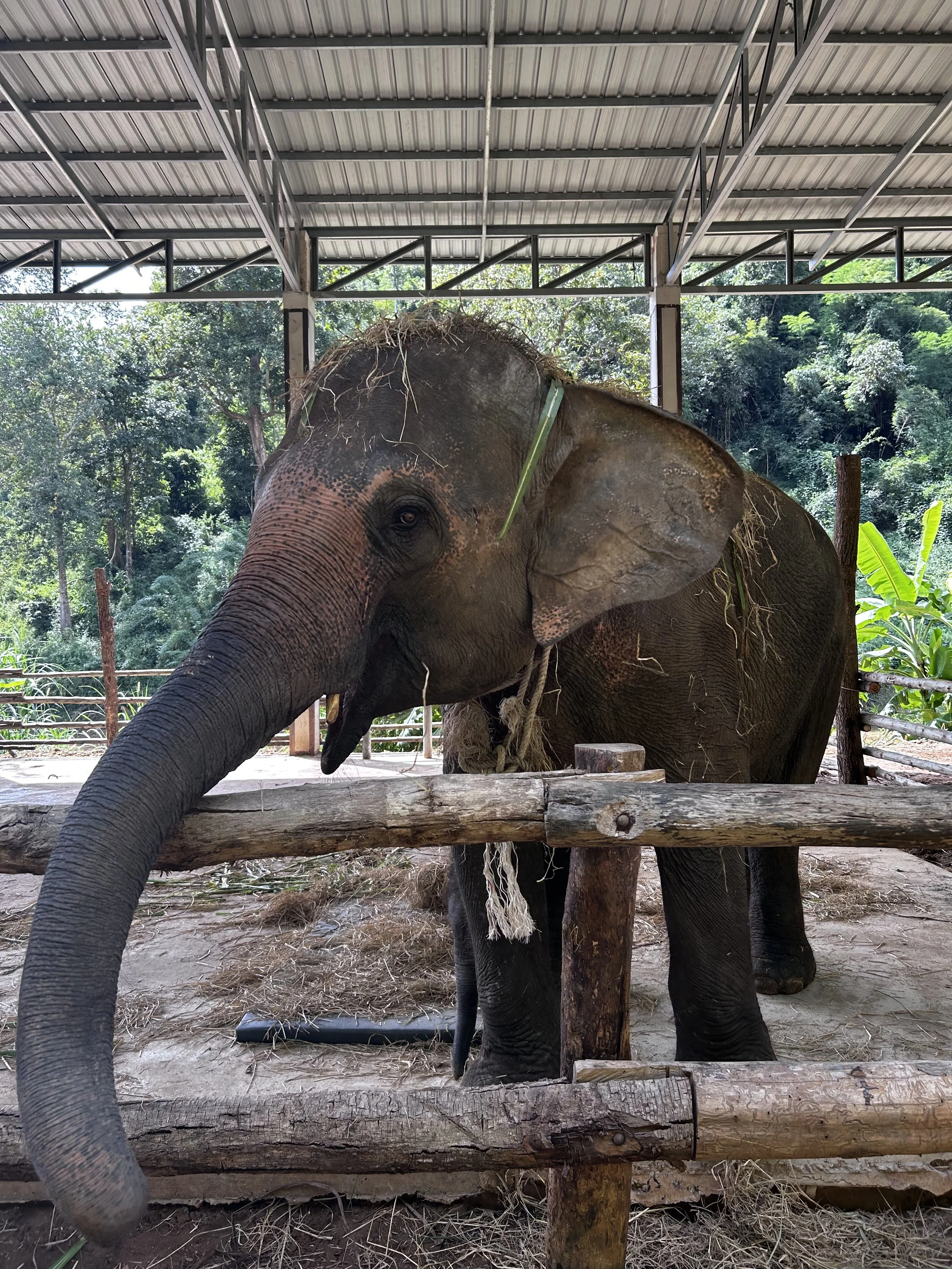 Young elephant standing inside a wooden enclosure at a zoo or sanctuary, with trees and greenery outside.