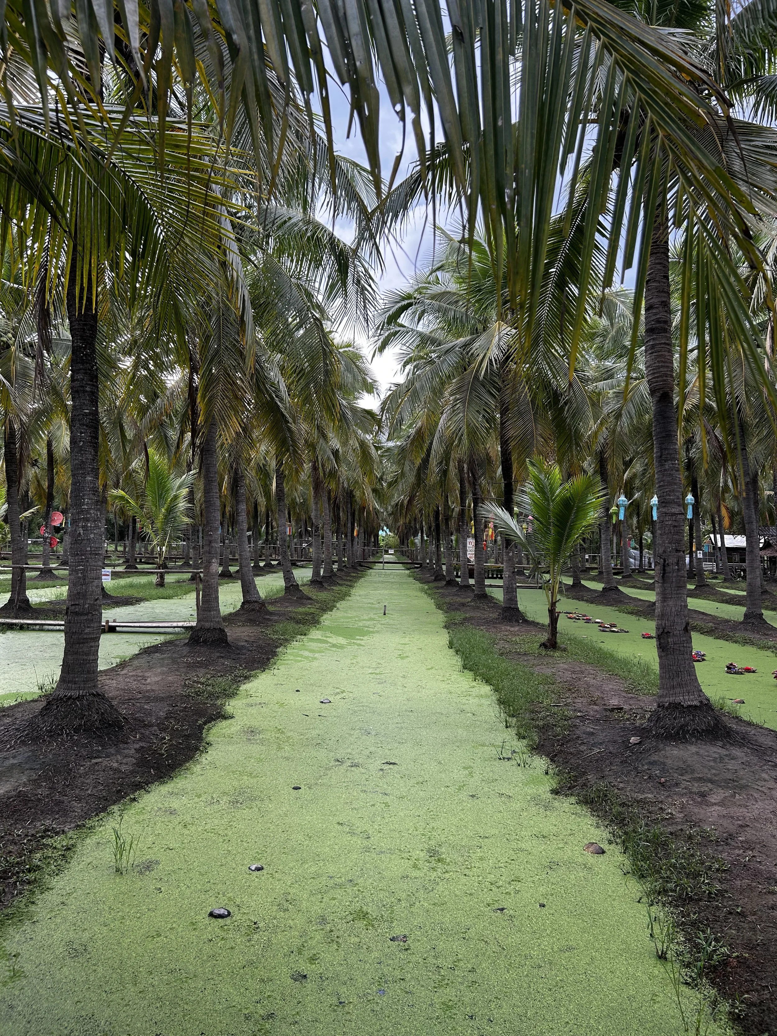 A pathway through a tropical palm tree grove with green algae or duckweed covering the ground, and palm trees lining both sides.