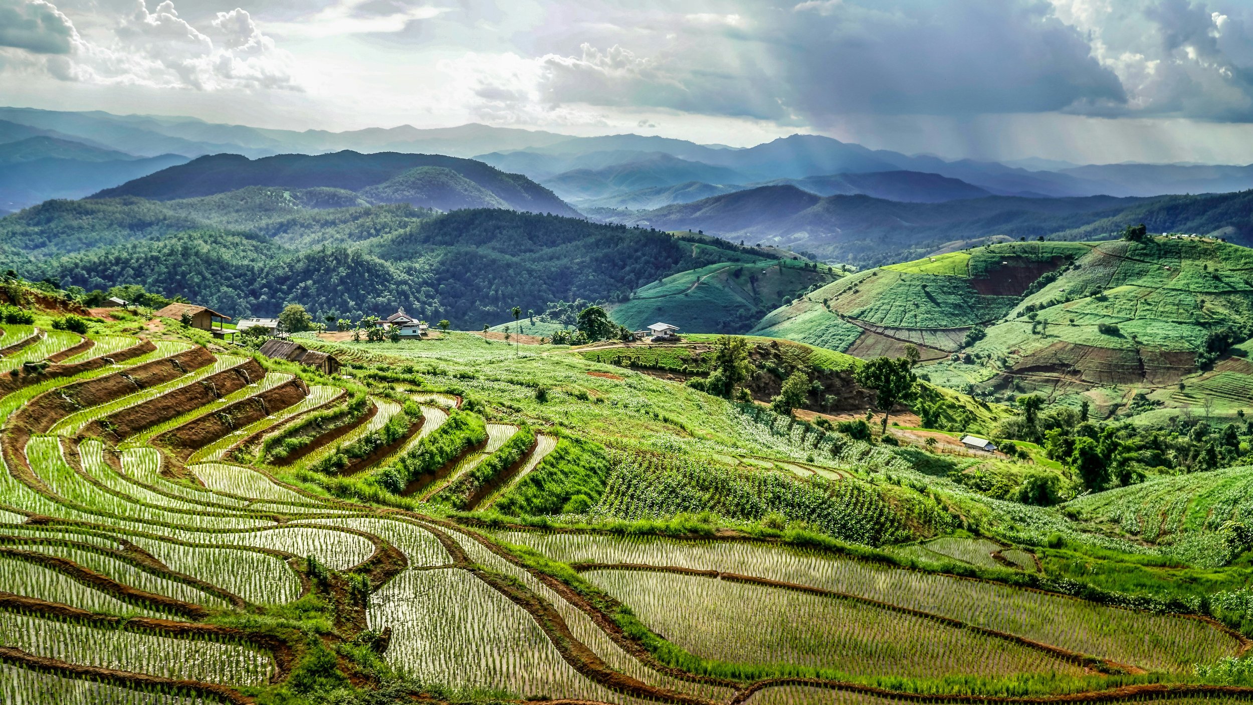 Green terraced rice fields on rolling hills with mountains in the background, under a cloudy sky.