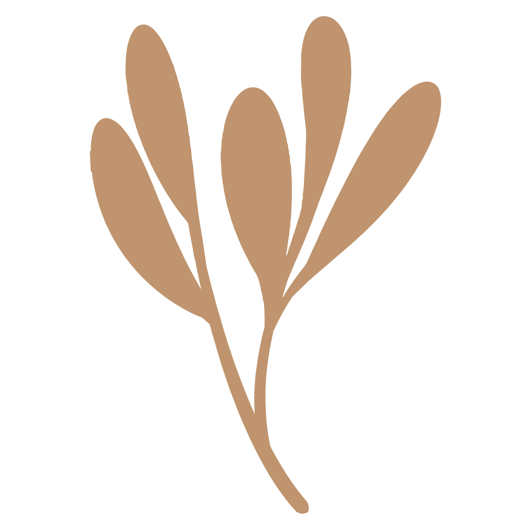 A drawing of a brown botanical sprig with elongated leaves.