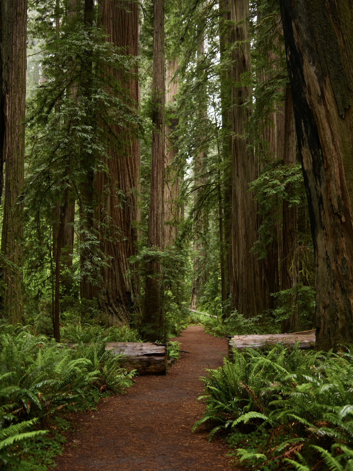 A forest trail through tall redwood trees with lush green ferns along the path.