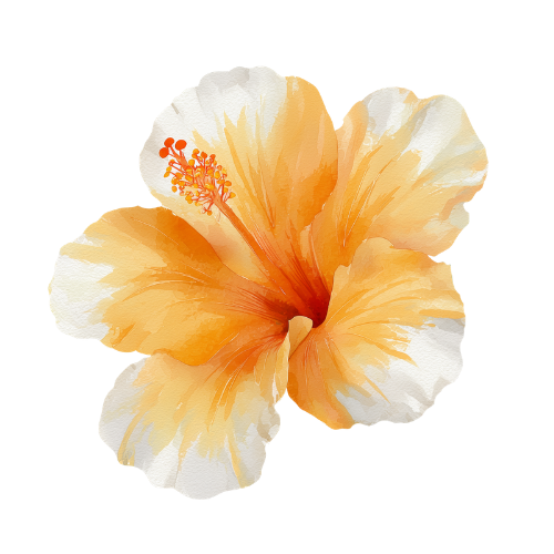 A close-up of a peach-colored hibiscus flower with large petals and prominent stamens.