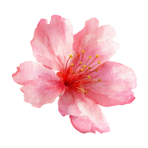 A pink watercolor illustration of a cherry blossom flower with yellow-tipped stamens.