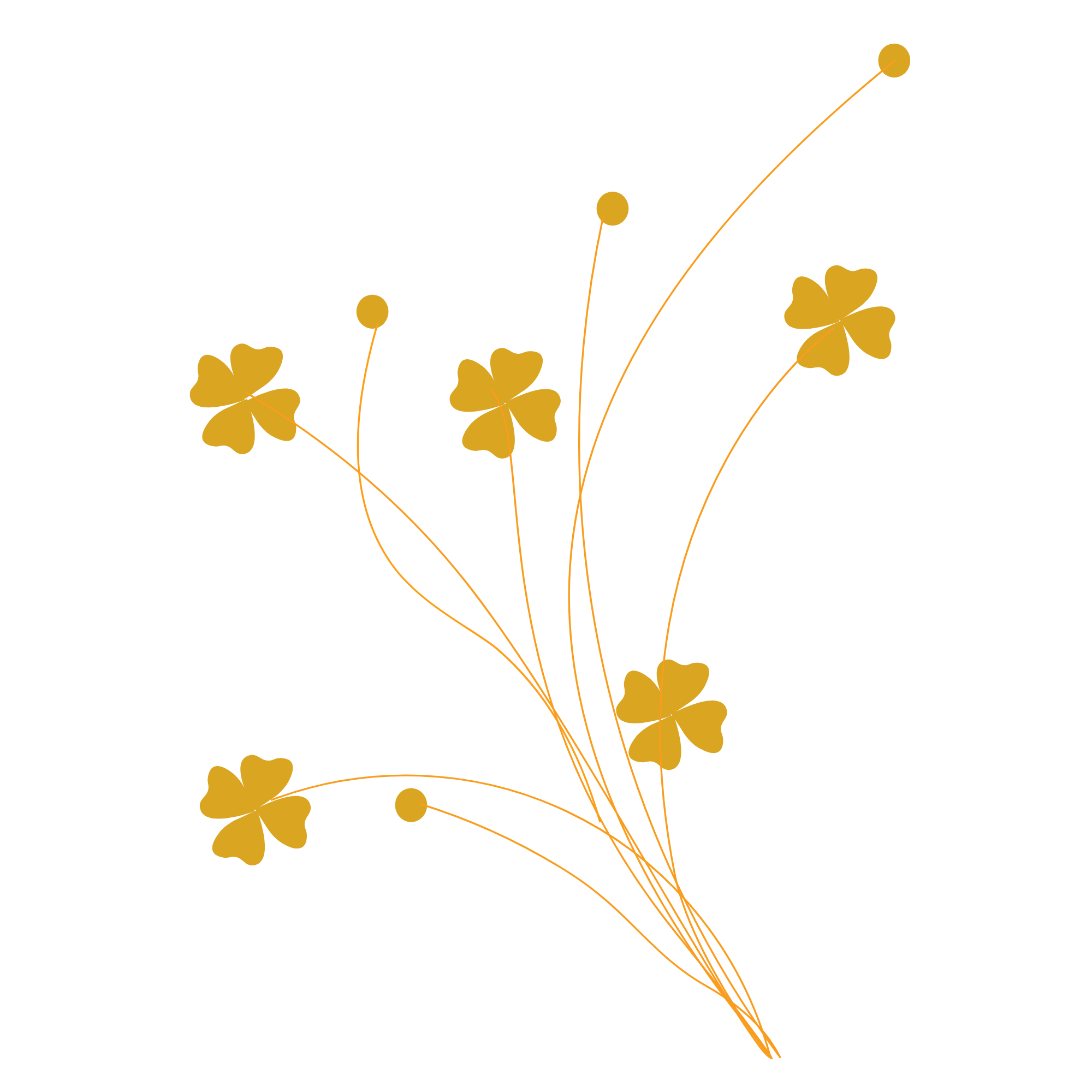 Mustard colour daisy flowers