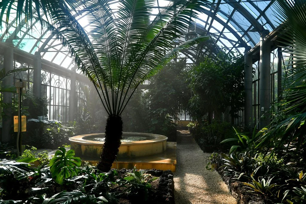 Inside a lush greenhouse with tropical plants, a fountain, and sunlight streaming through glass ceilings.