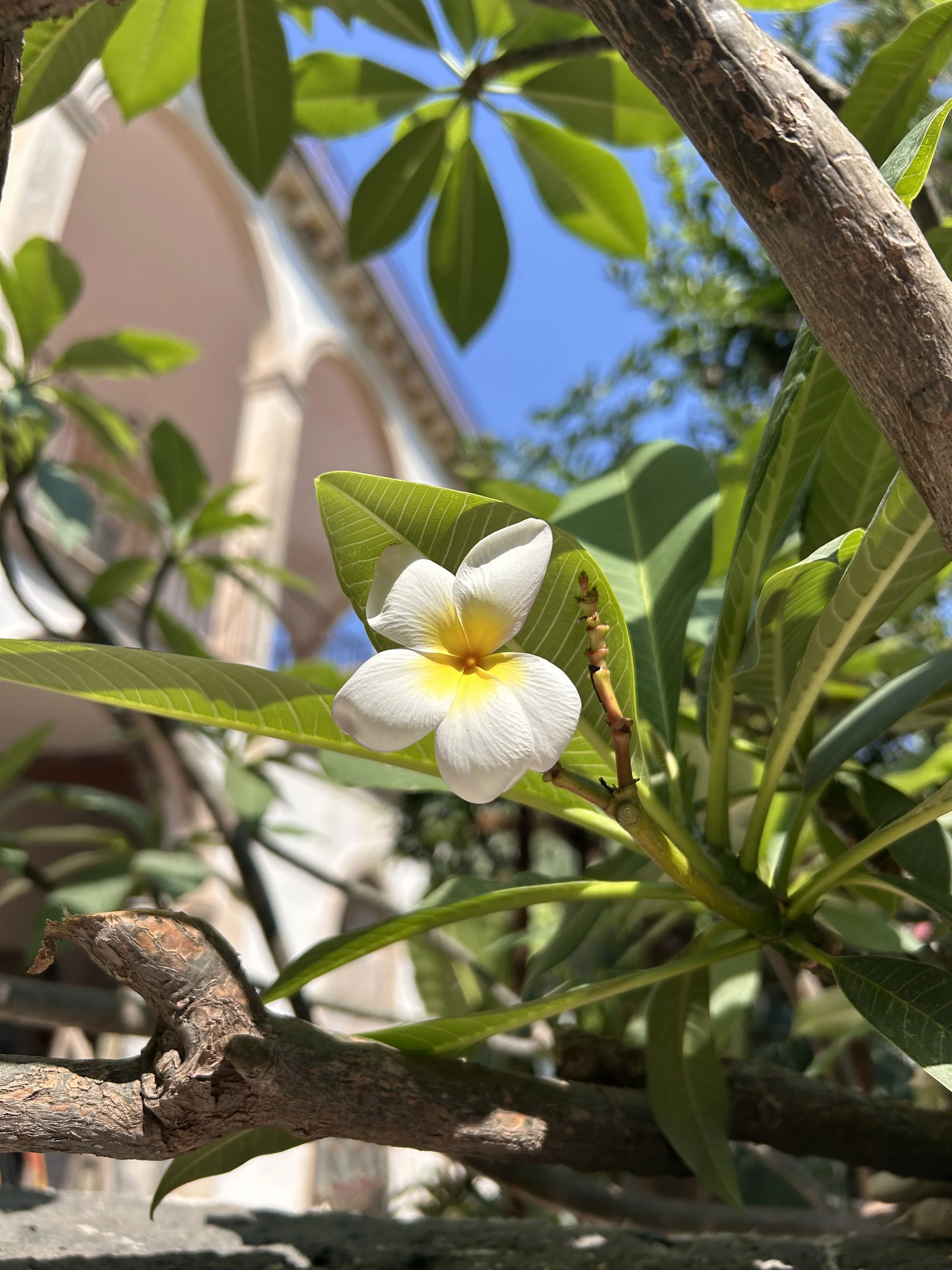 A close-up of a white and yellow plumeria flower on a tree with green leaves, with a blurred building and blue sky in the background.