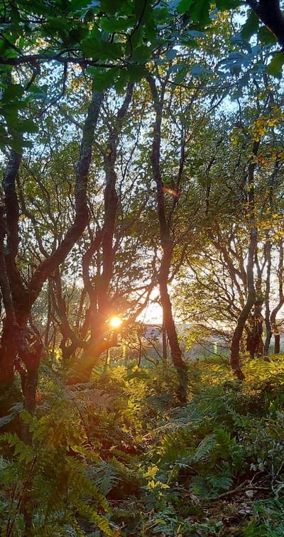 Sunlight filters through trees in a dense forest with lush green foliage.