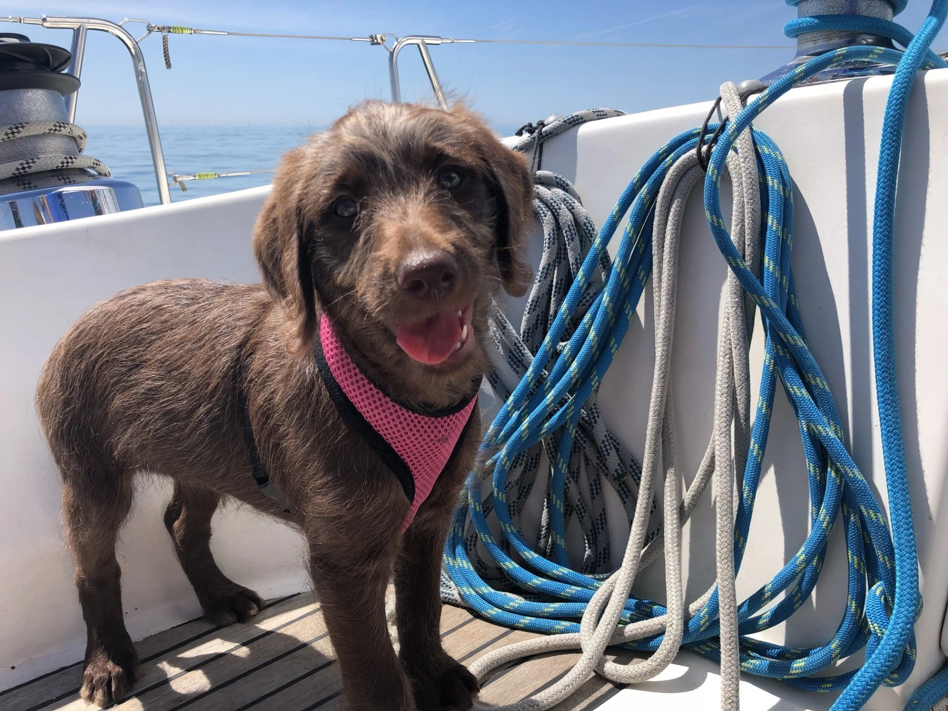 Pet Relocation and Moving Your Belongings