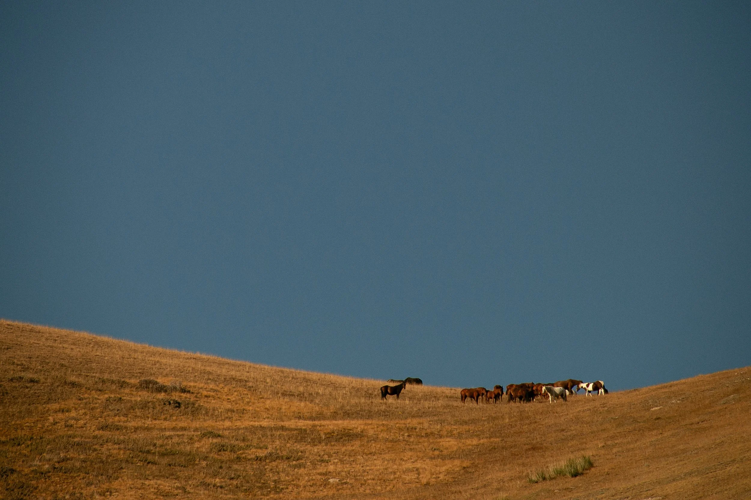 HG18 | horses on open land | kyrgyzstan | 2016