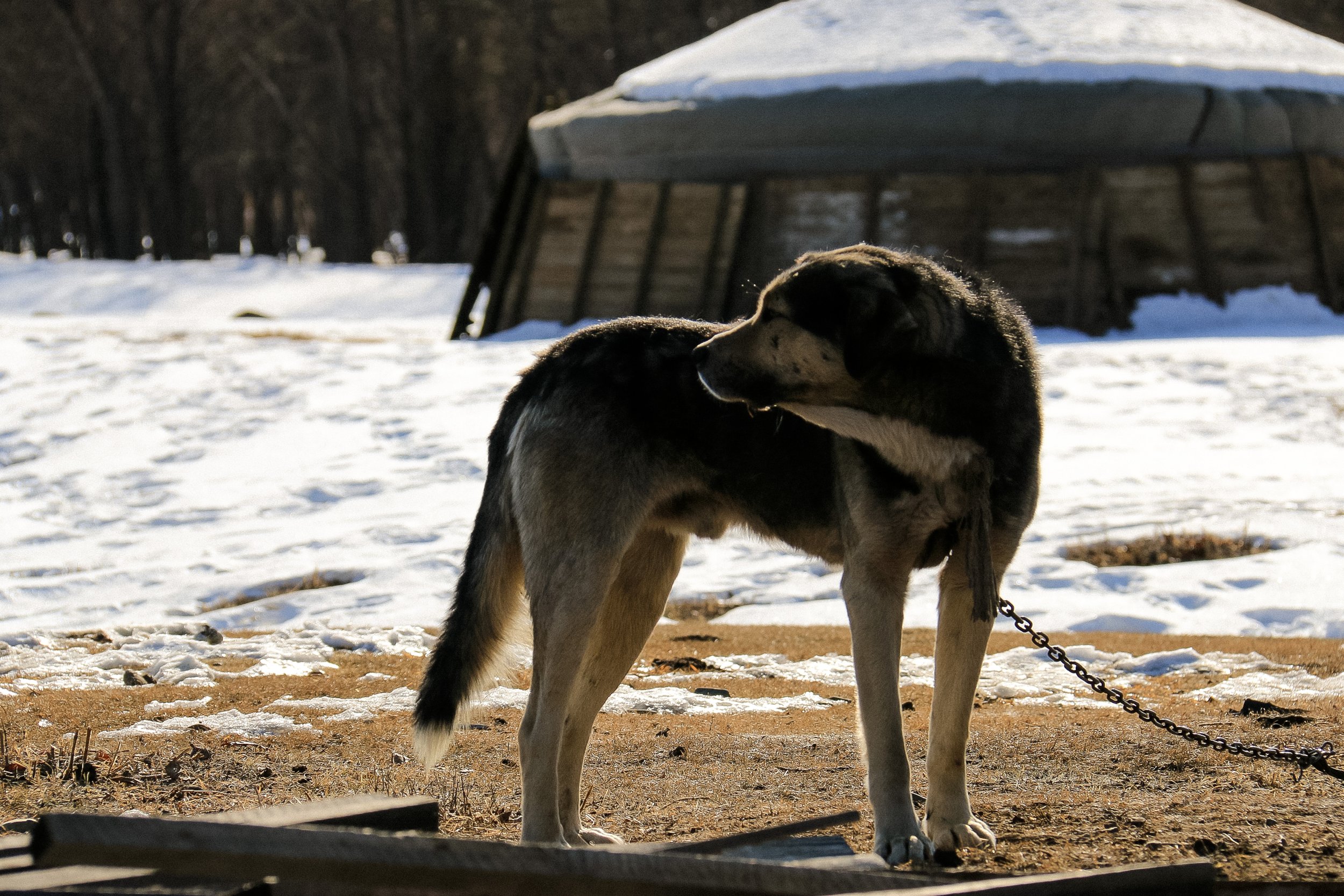 HG16 | dog in winter yard | mongolia | 2017