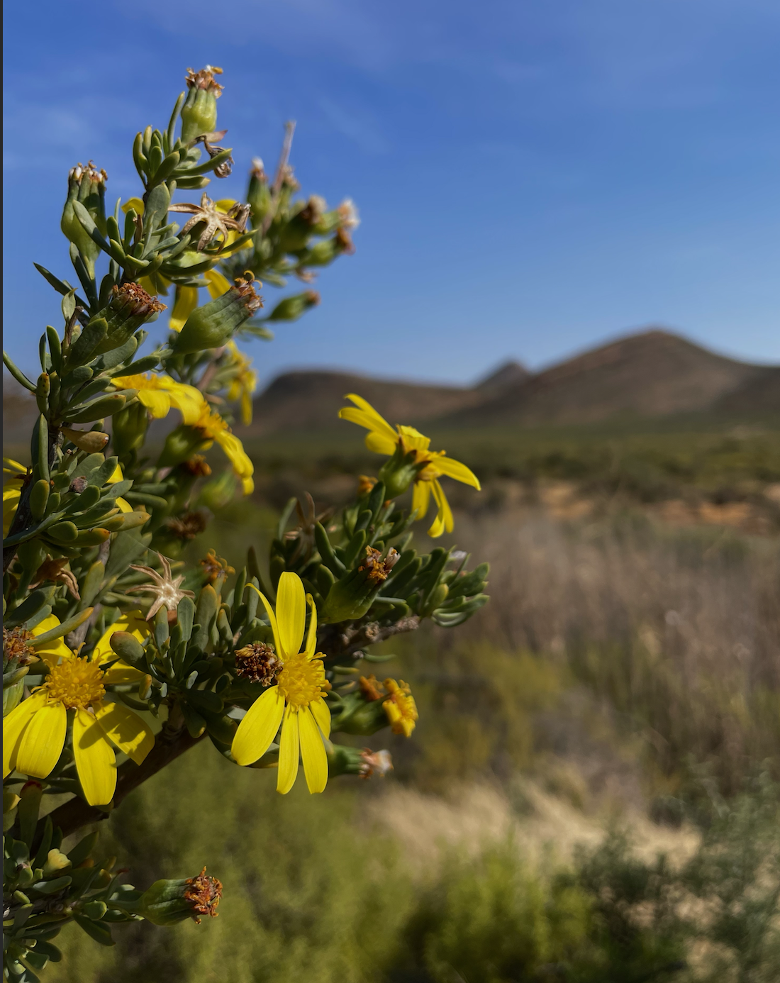Bright yellow wildflowers bloom in sharp focus against desert hillside, with soft-blurred mountains beyond. Delicate petals catch afternoon light while succulent stems mix with fading blooms, capturing spring's fleeting beauty in arid landscape