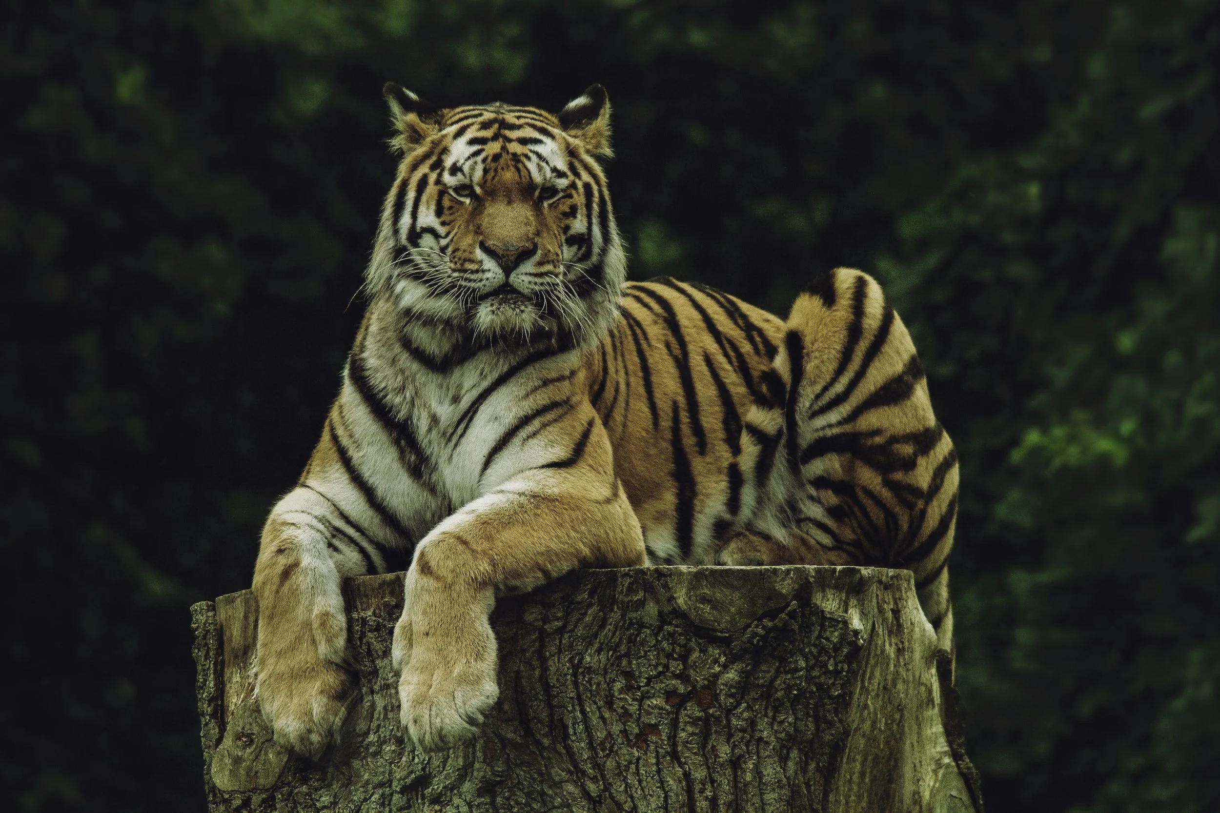 Taming the Workplace Tiger, Conflict Resolution
