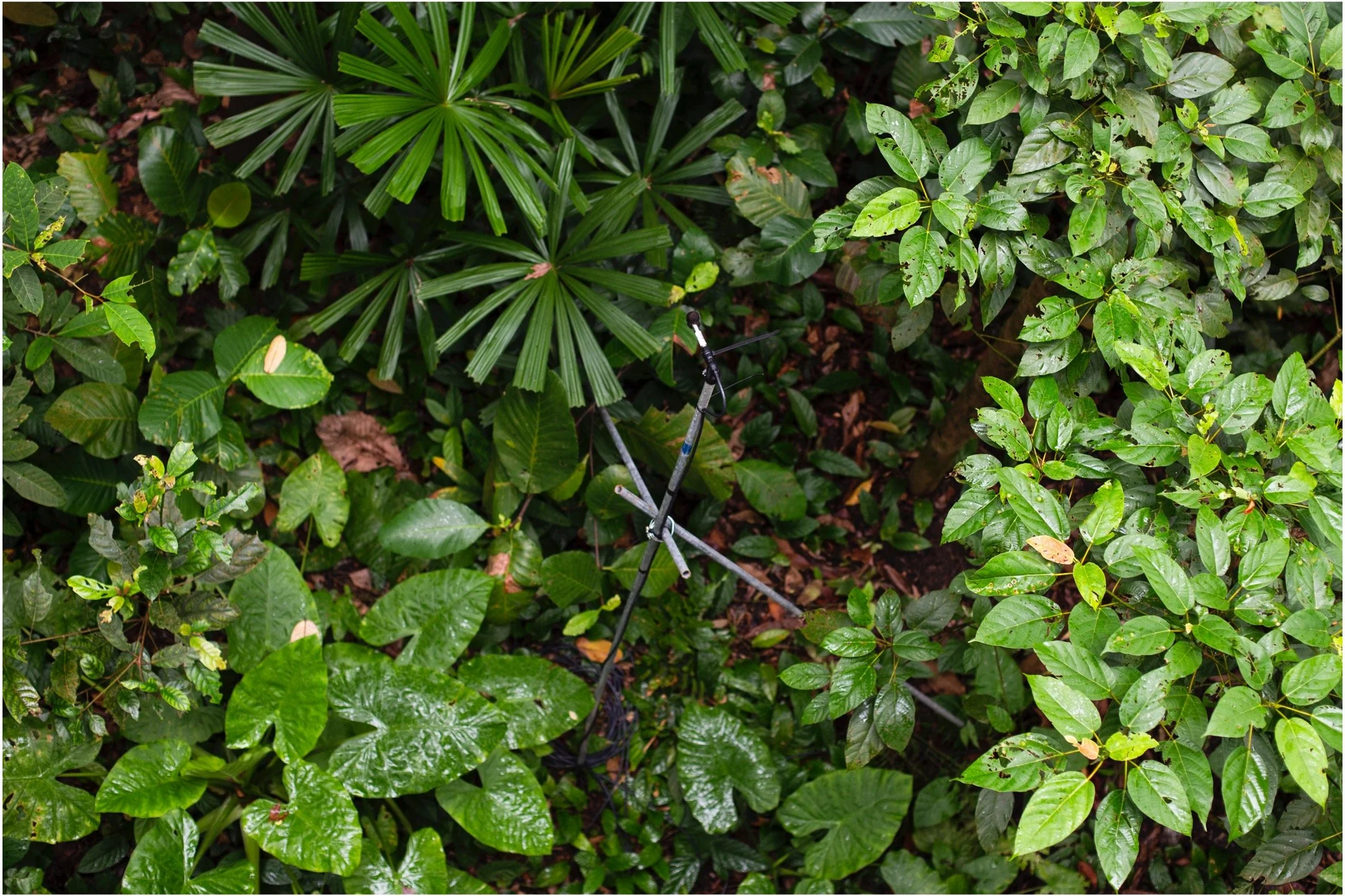 singapore1_botanical gardens