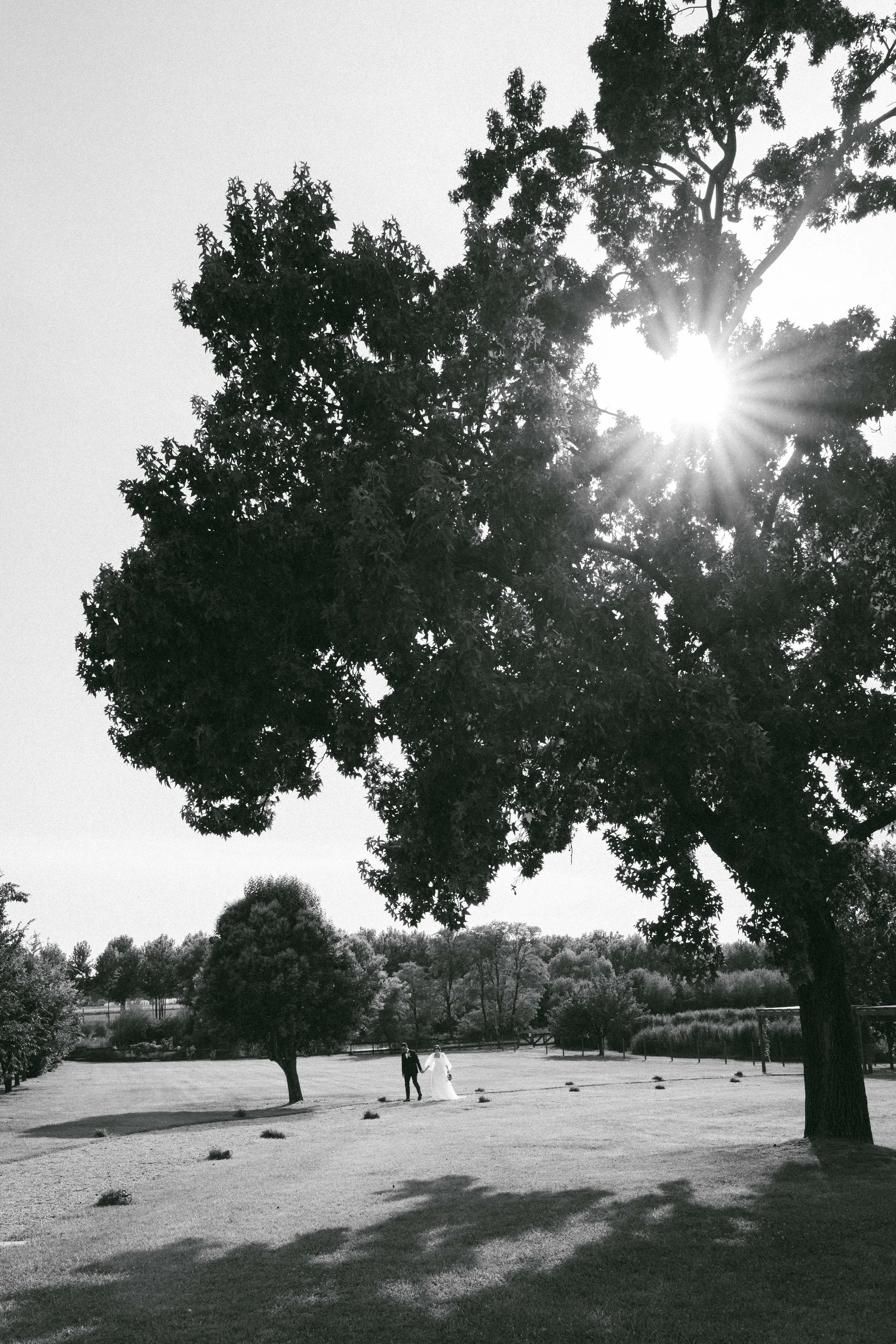 Un par weding cammina mano nella mano su un prato aperto circondato da alberi, con il sole che brilla tra i rami degli alberi.