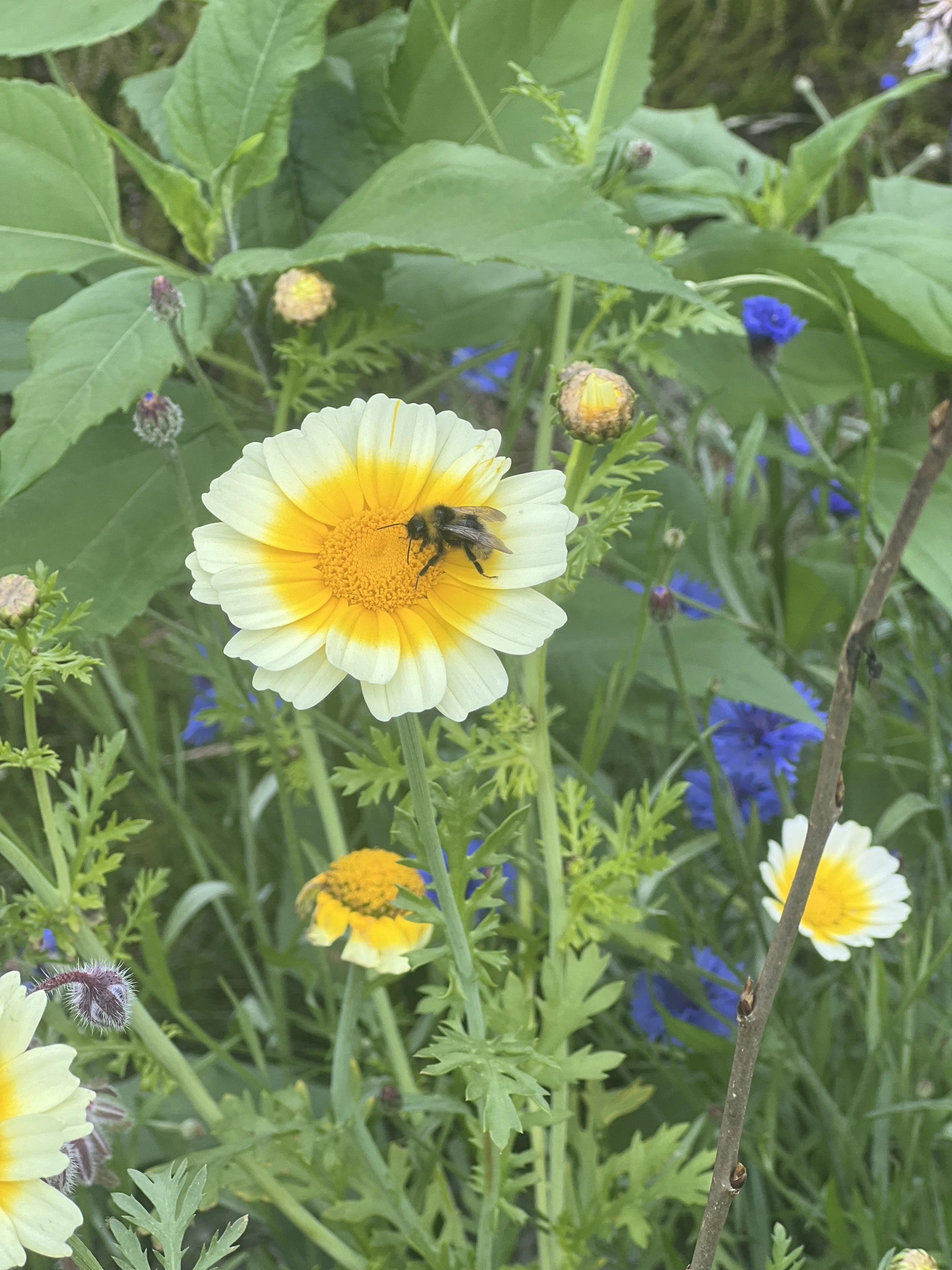 🌱🪏Når jorden ble levende – og alt falt på plass


