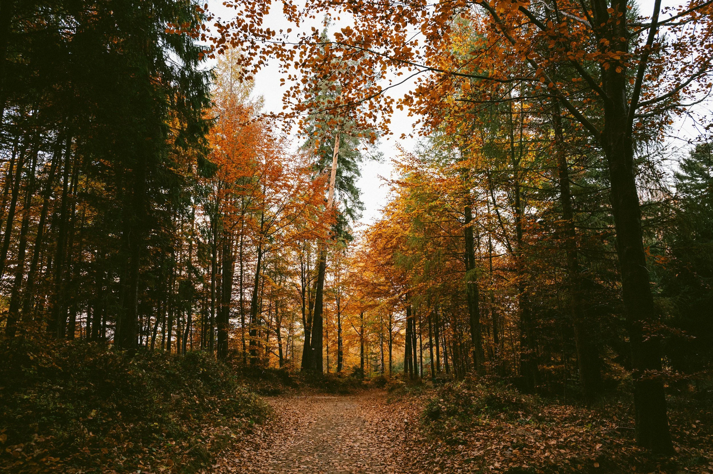 A dirt path through a dense forest with trees in fall colors, leaves covering the ground, and a cloudy sky overhead.