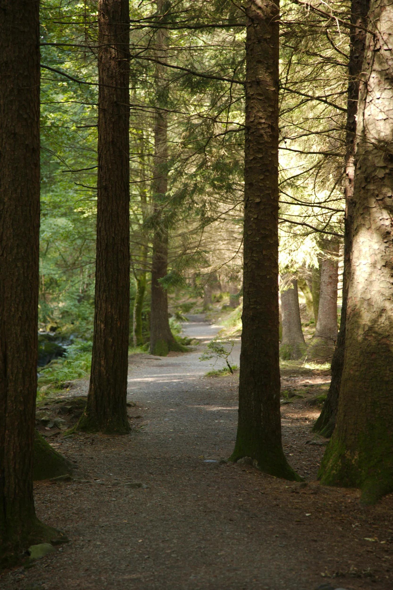 A nature trail through a forest with tall trees and sunlight filtering through the leaves.