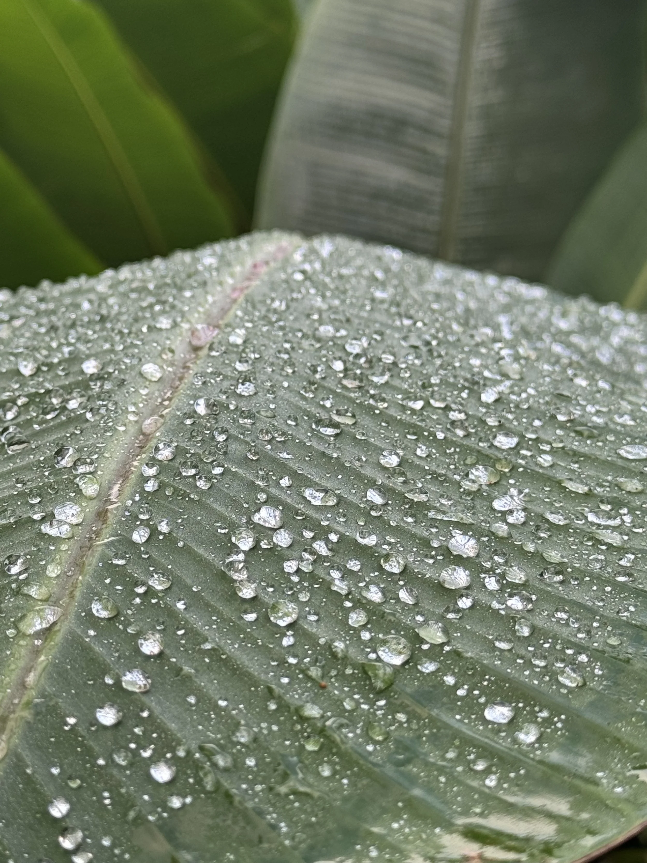 Tucked into the rainforest