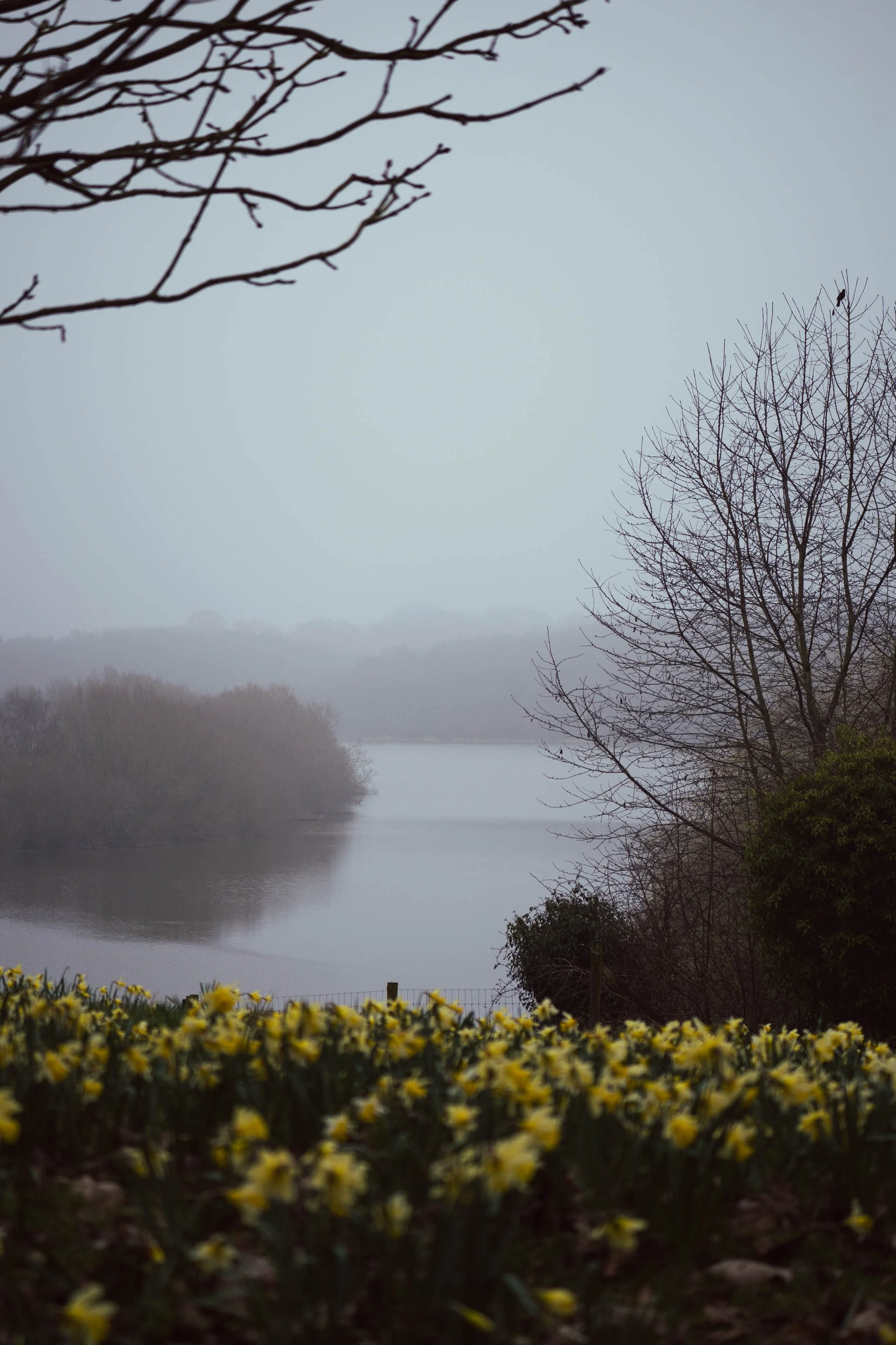 A foggy landscape with a river or lake, leafless trees on the right, some shrubs, and a field of yellow flowers in the foreground.