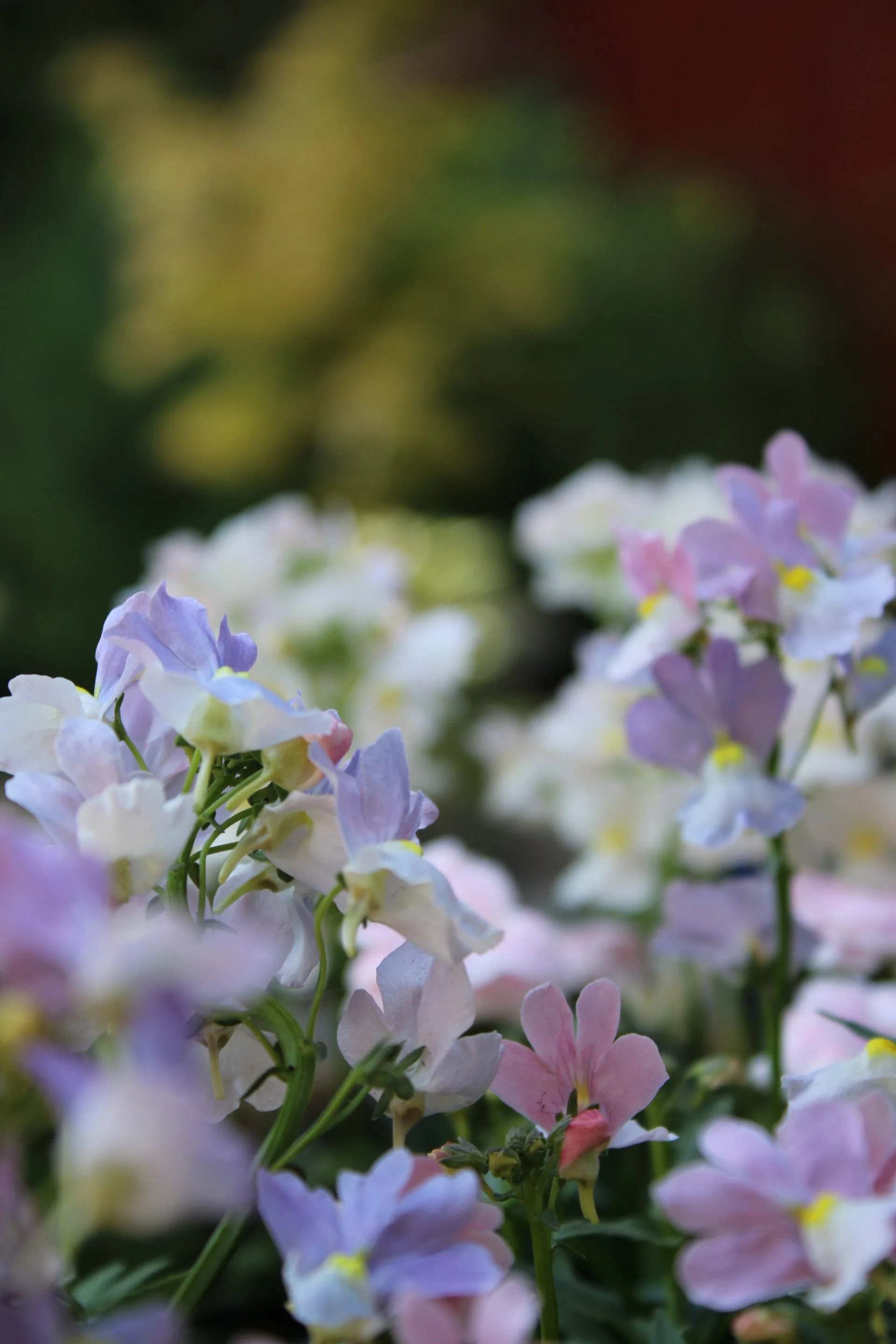 Close-up of pastel-colored flowers, including shades of pink, purple, and white, with a blurred green and reddish background.