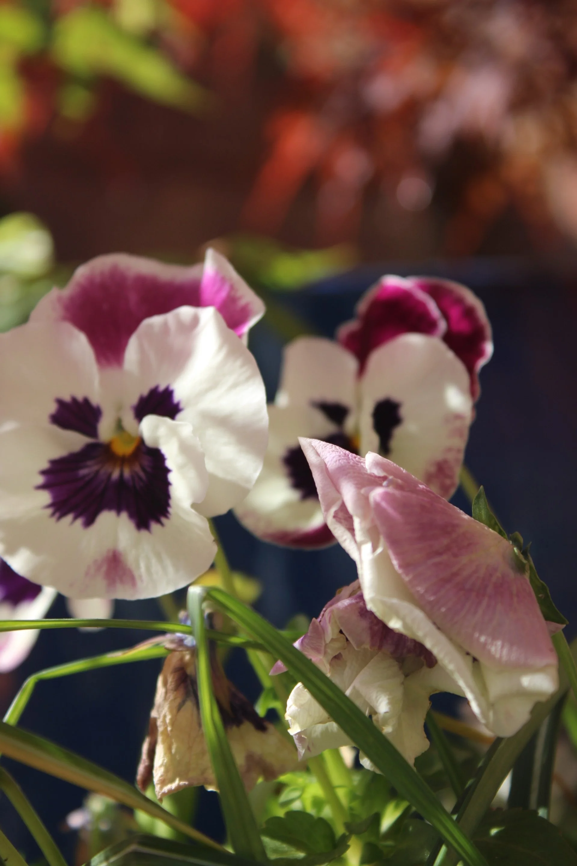 Close-up of colorful pansy flowers with white, purple, and pink petals, green stems, and blurred background.