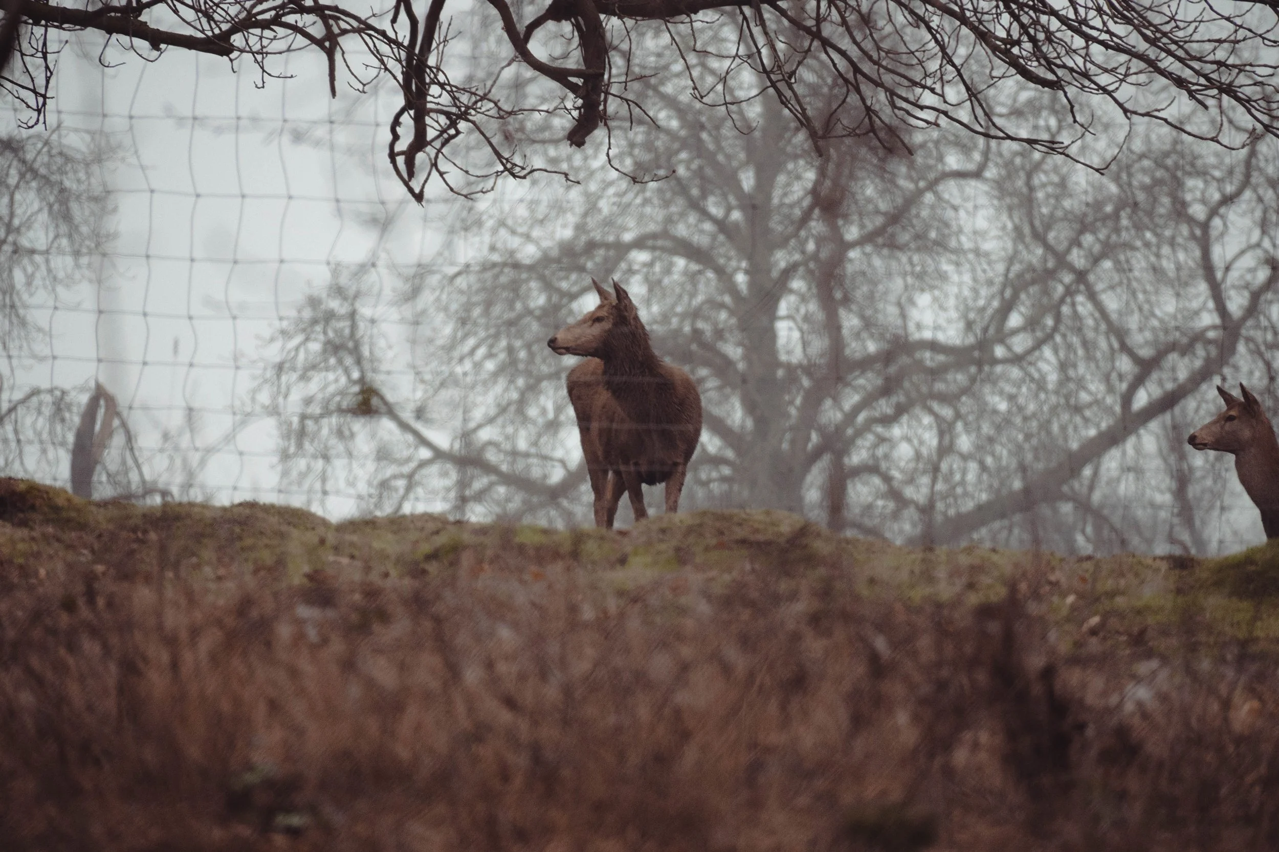 A horse standing on a mound behind a wire fence with leafless trees in the background, in a foggy or overcast setting.