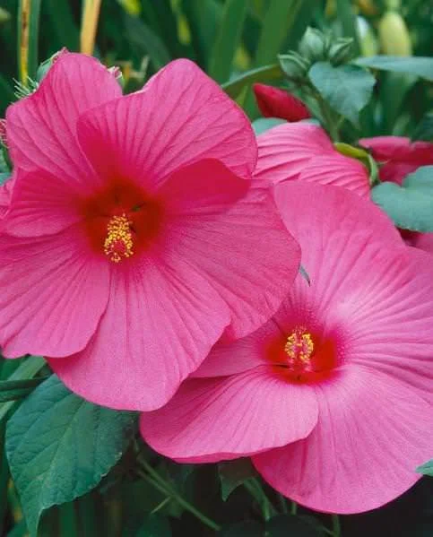 hibiscus-luna-rose.jpg
