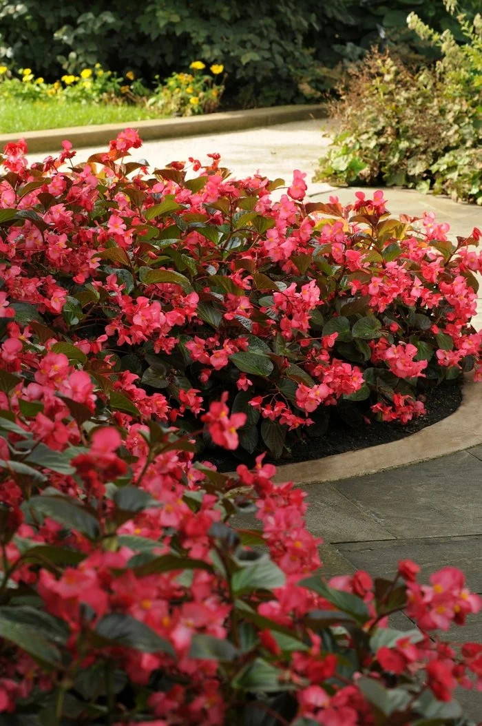 Red Whopper Begonias3.jpg