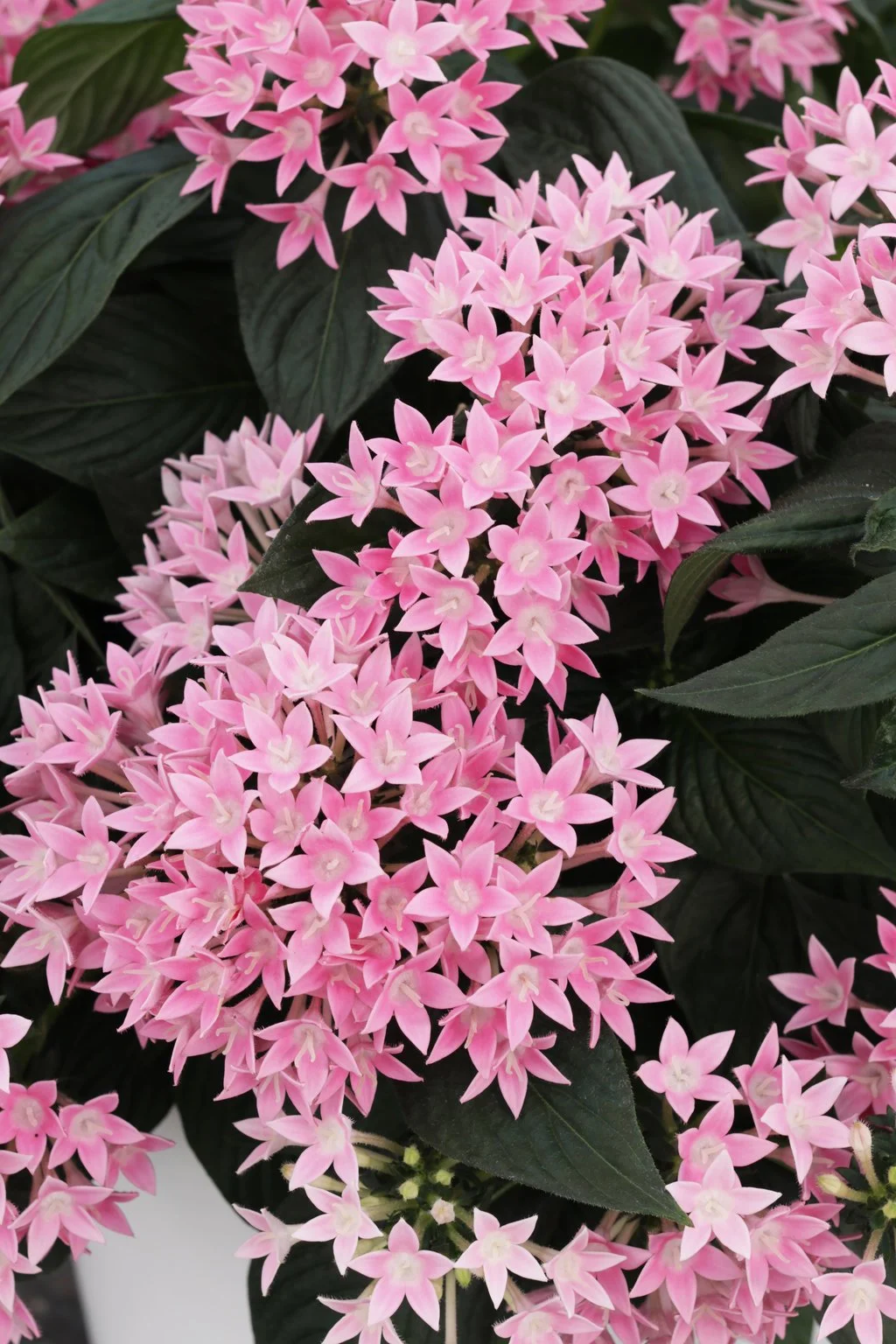 Sunstar Pink 2.jpg