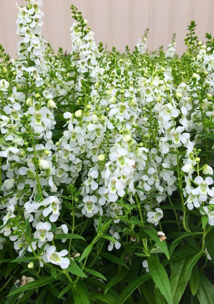 Angelonia white 1.jpg