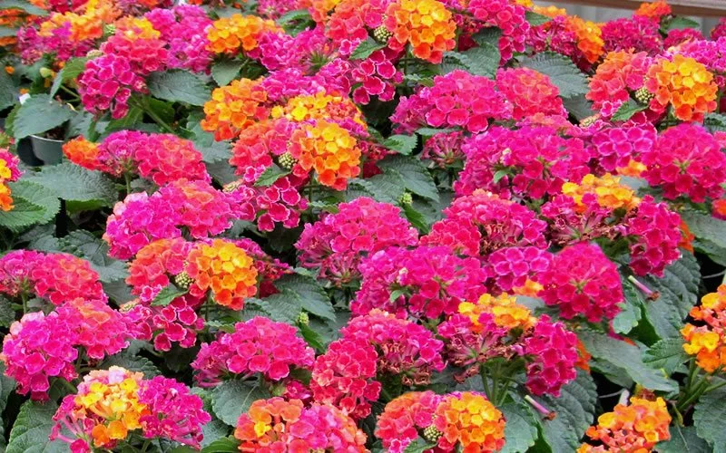 Lantana hot pink 1.jpg