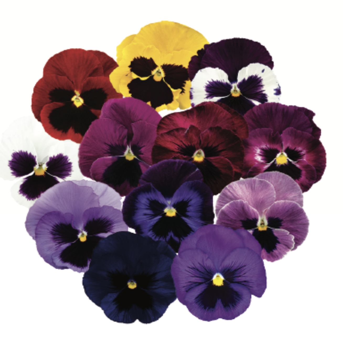 Pansy Blotch Mix