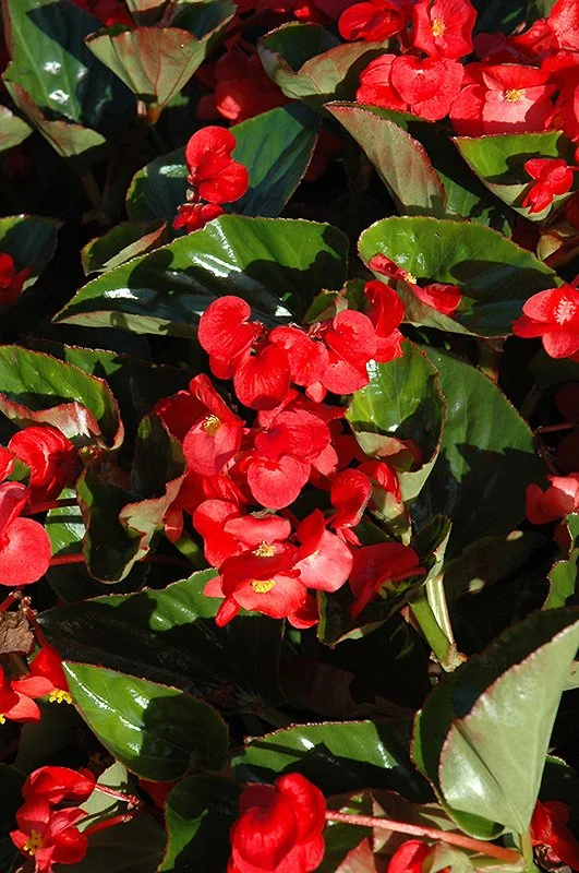Red Whopper Begonias2.jpg