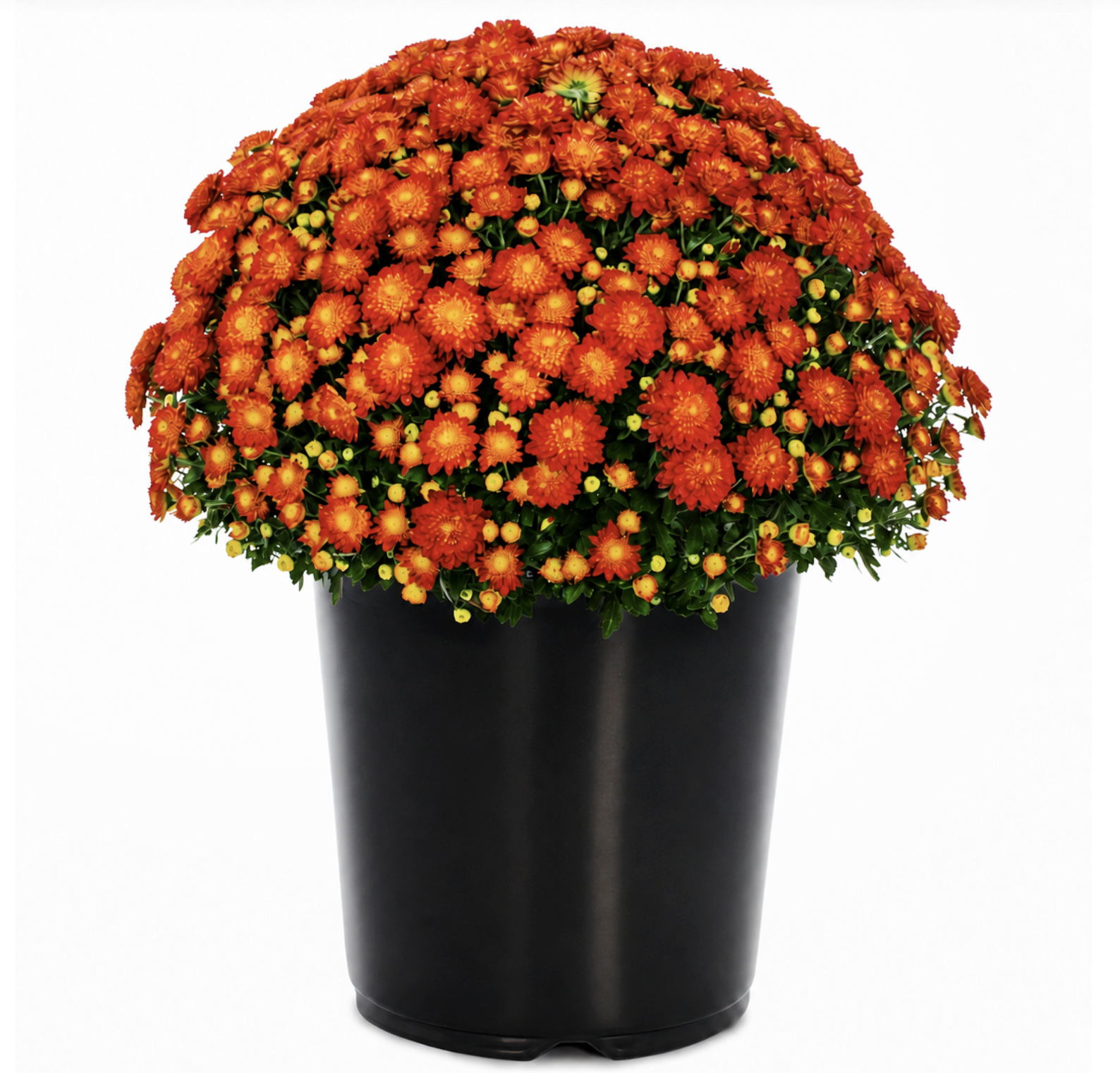 Orange Mumms