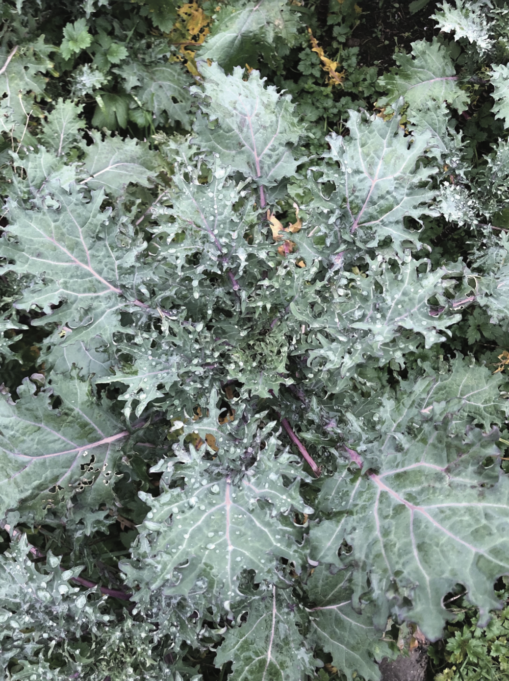 Kale - Russian Red